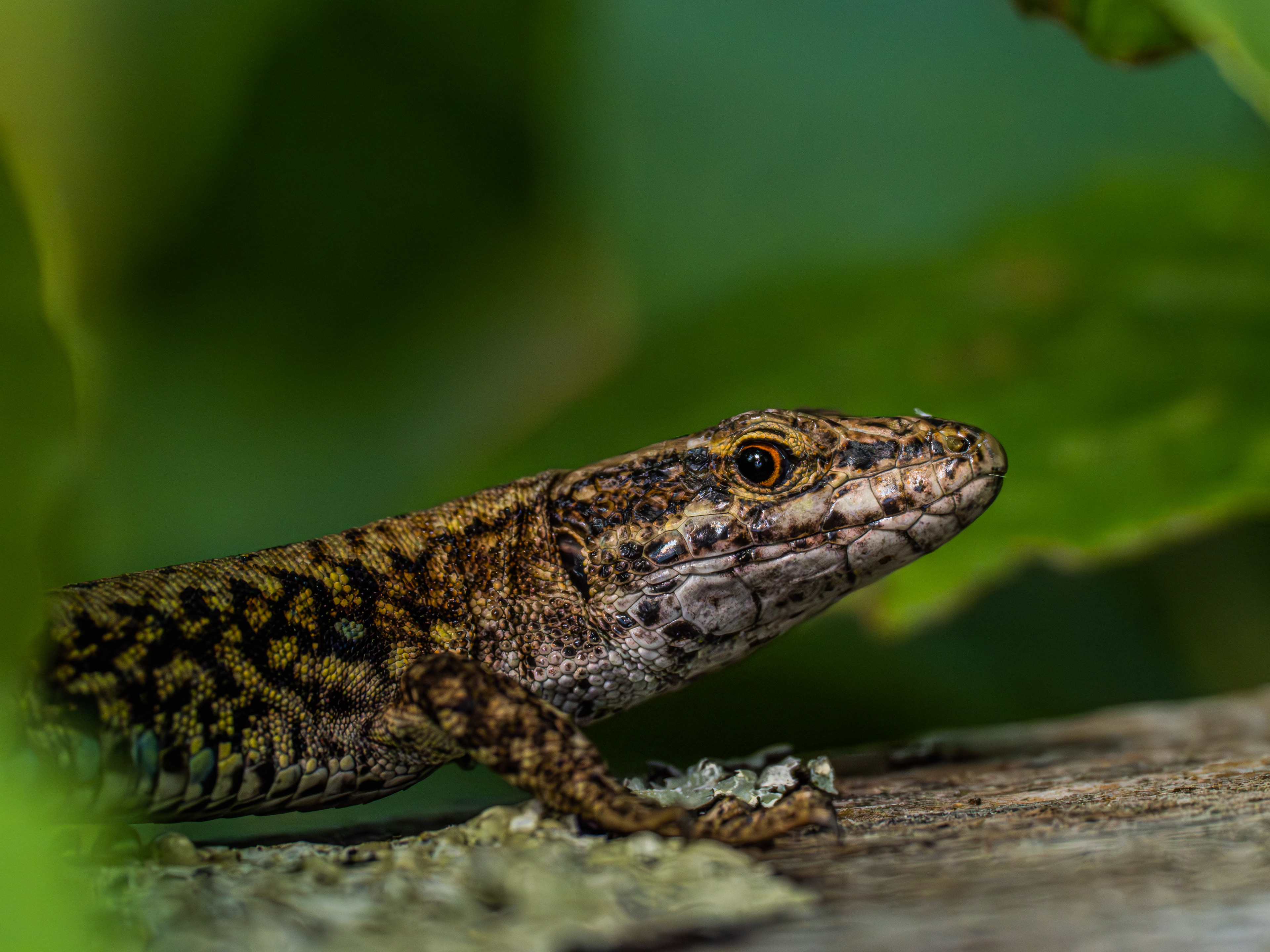Lézard des murailles (Vendée)