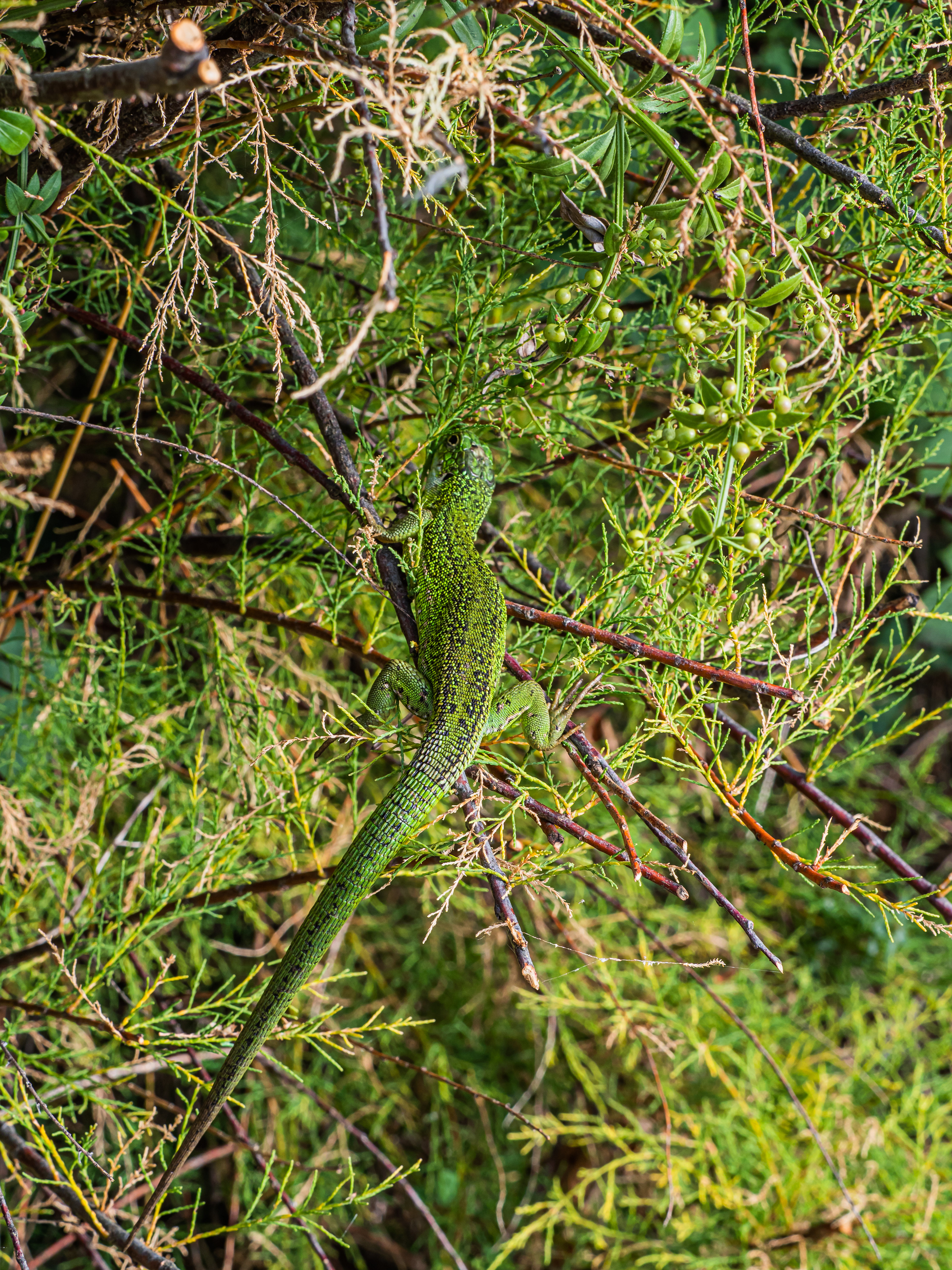 Lézard vert (Vendée)