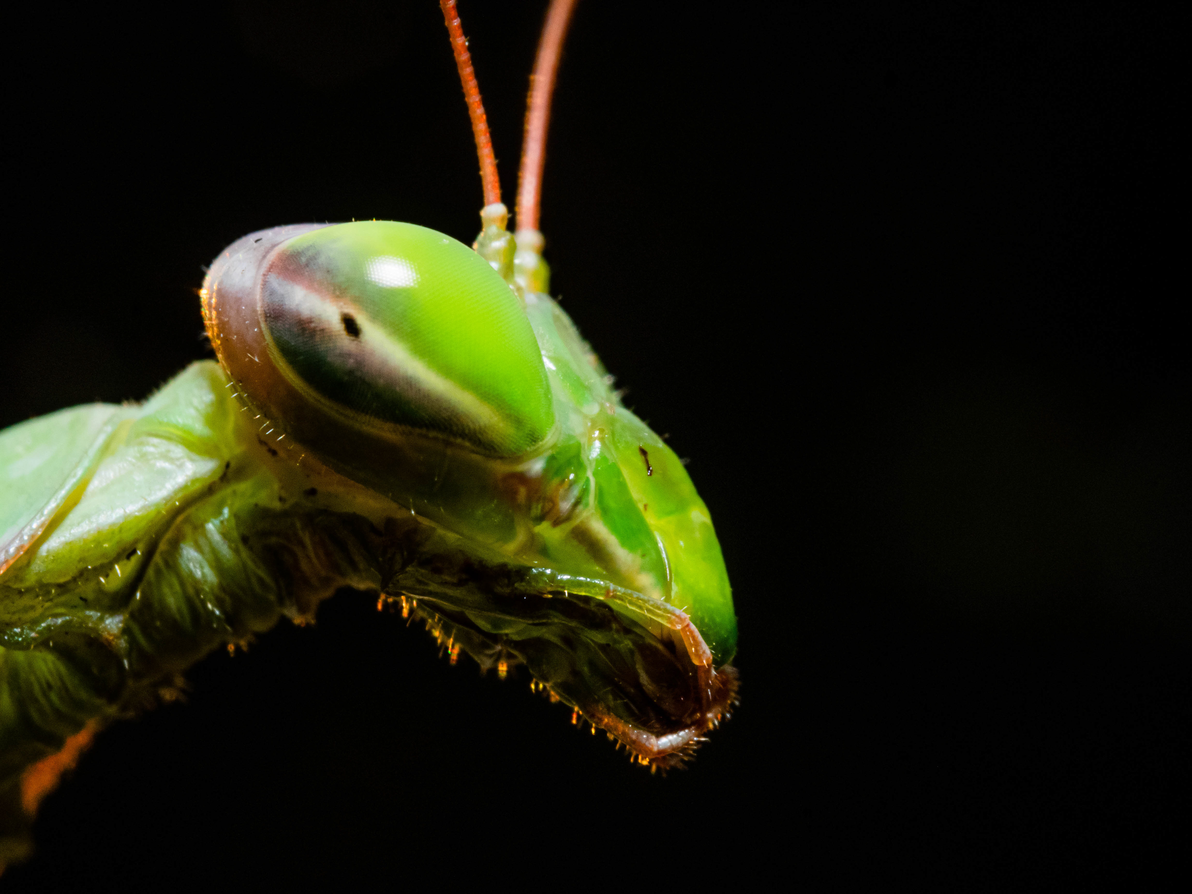 60mm (+Raynox DCR-250) - f/16 - 1/125s - ISO 800