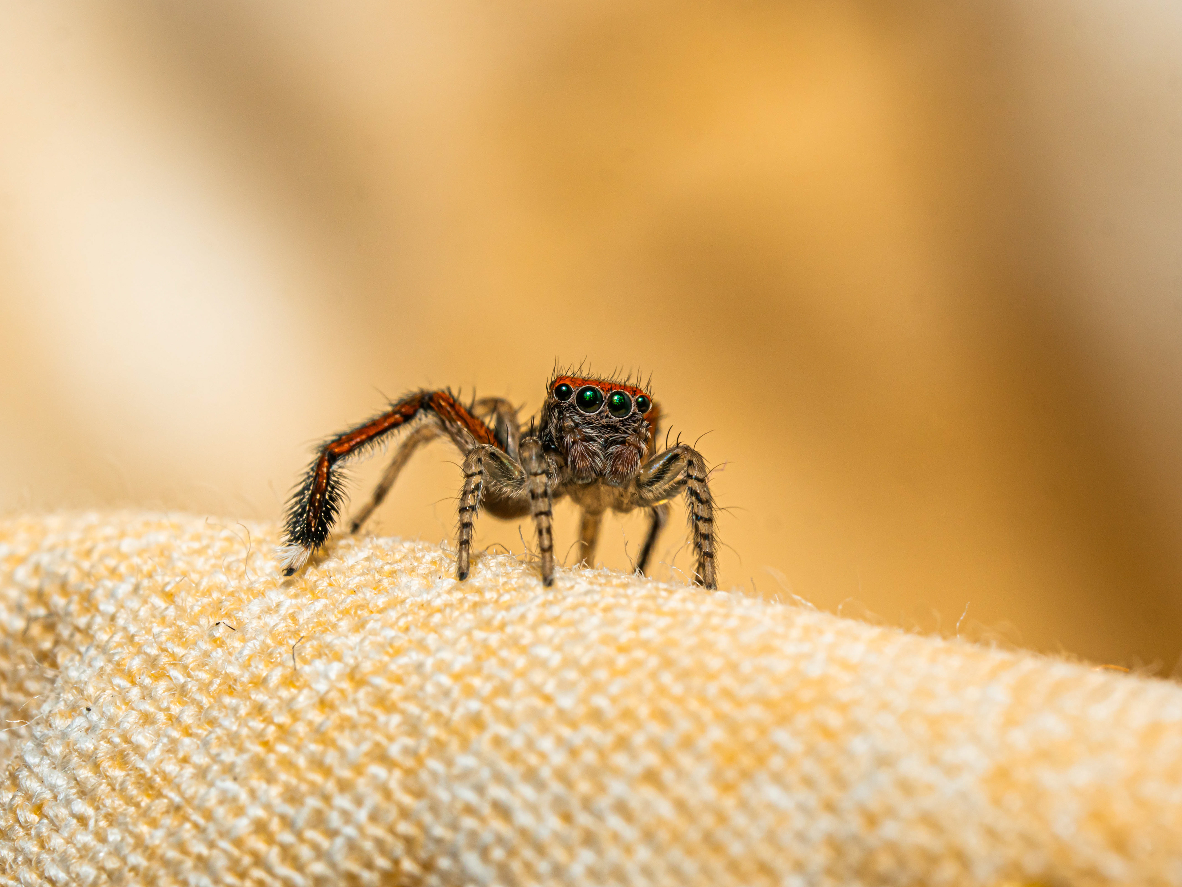 60mm - f/10 - 1/60 - ISO 200