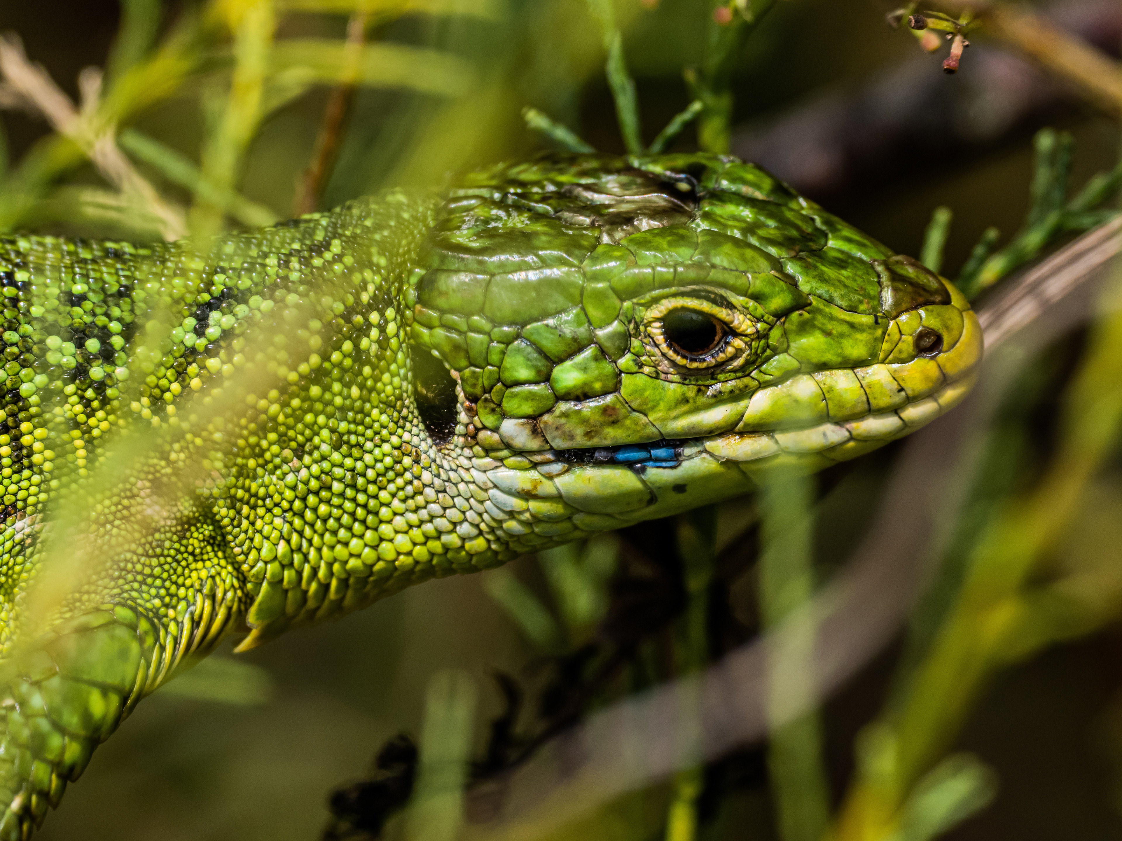 Lézard vert (Vendée)