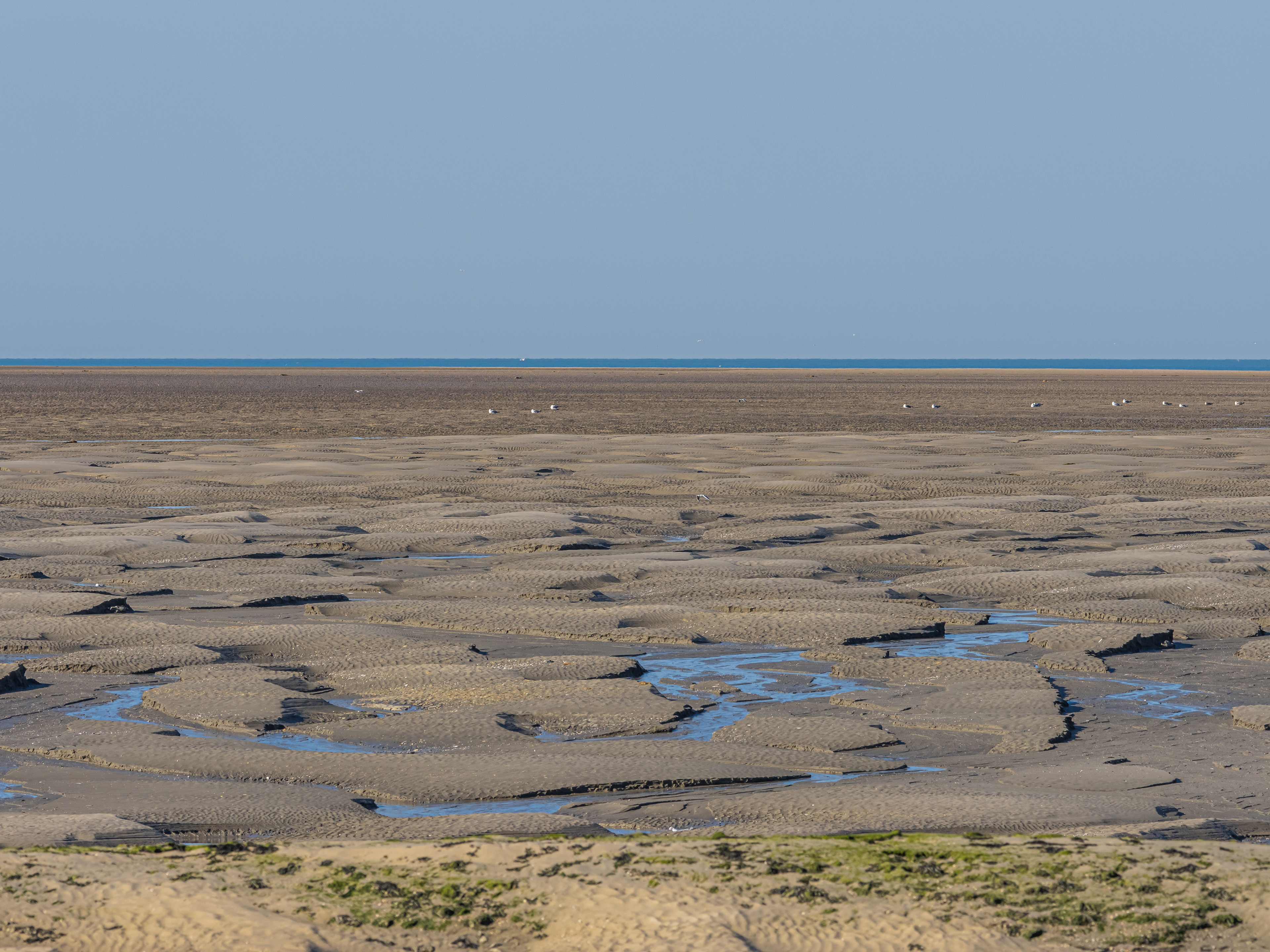 Baie de Somme (80)
