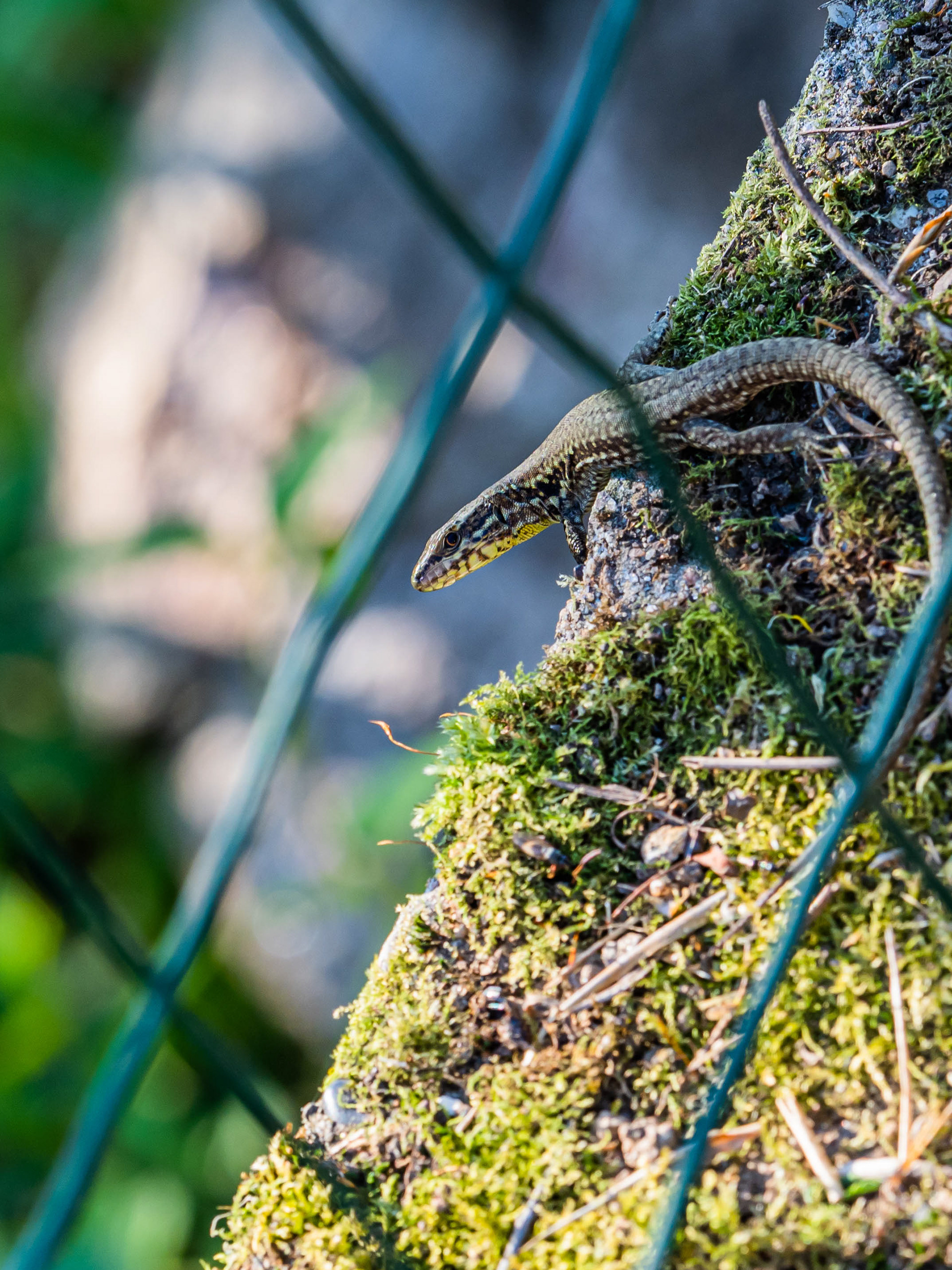 Lézard des murailles (Rhône)