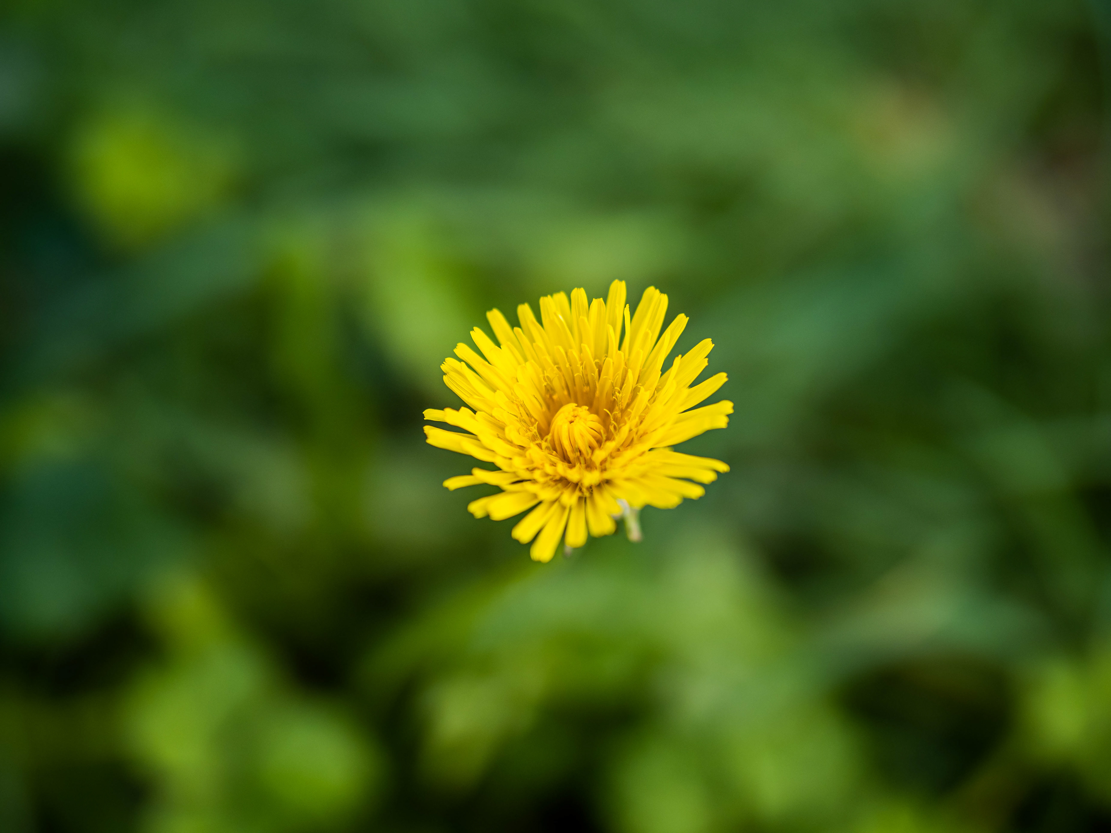 25mm - f/1.4 - 1/1250s - ISO 200