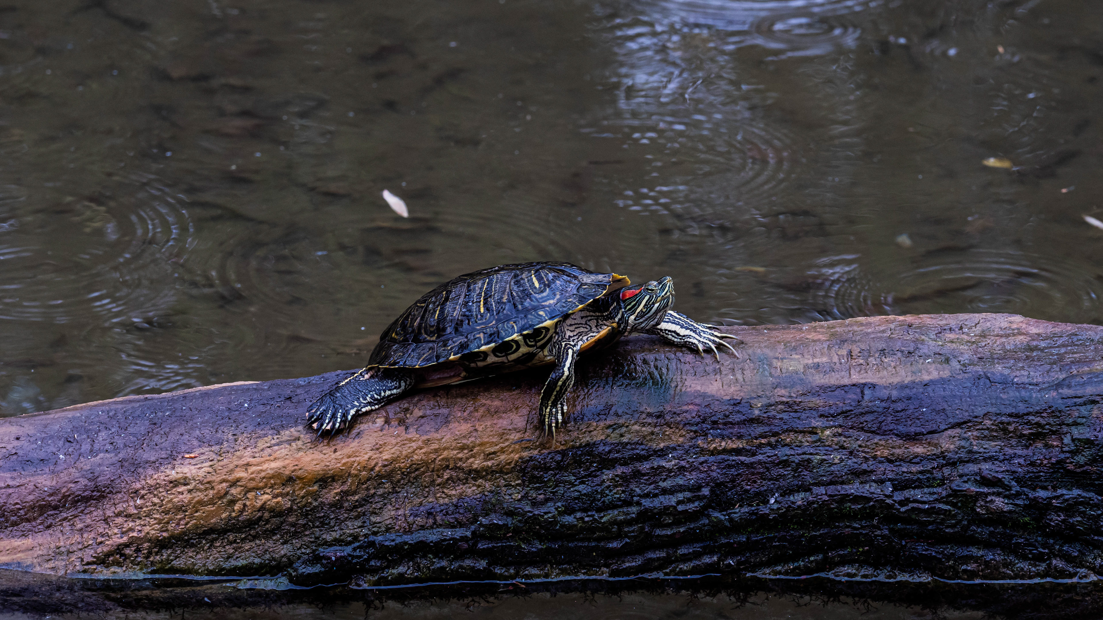 Tortue de floride (Rhône)