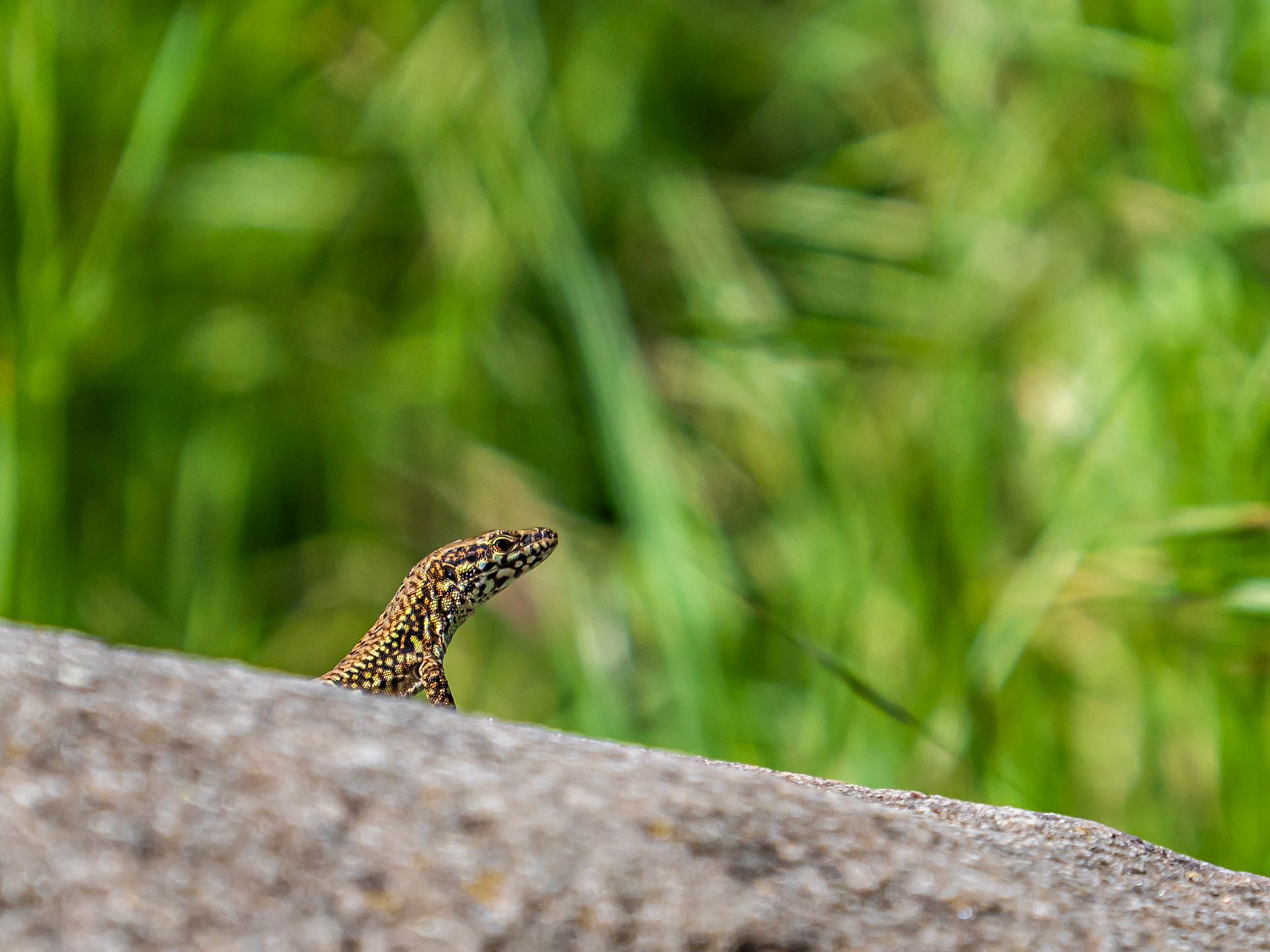 Lézard des murailles (Rhône)
