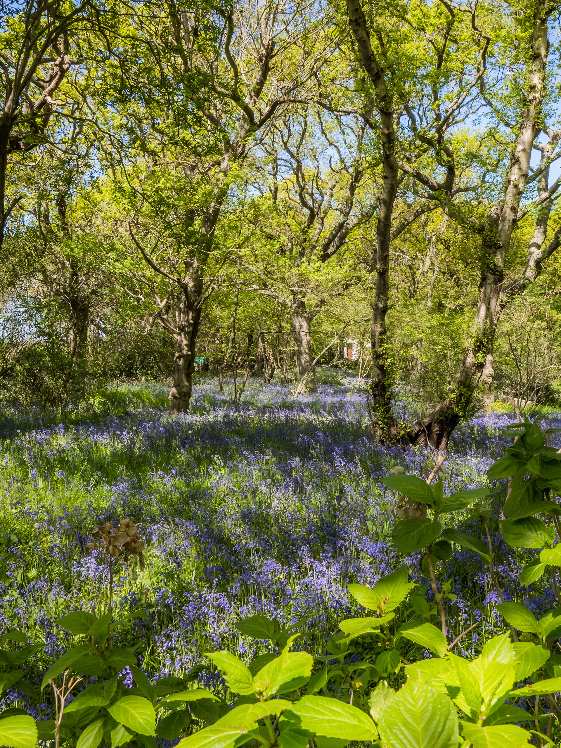 Bois de Cise (80)
