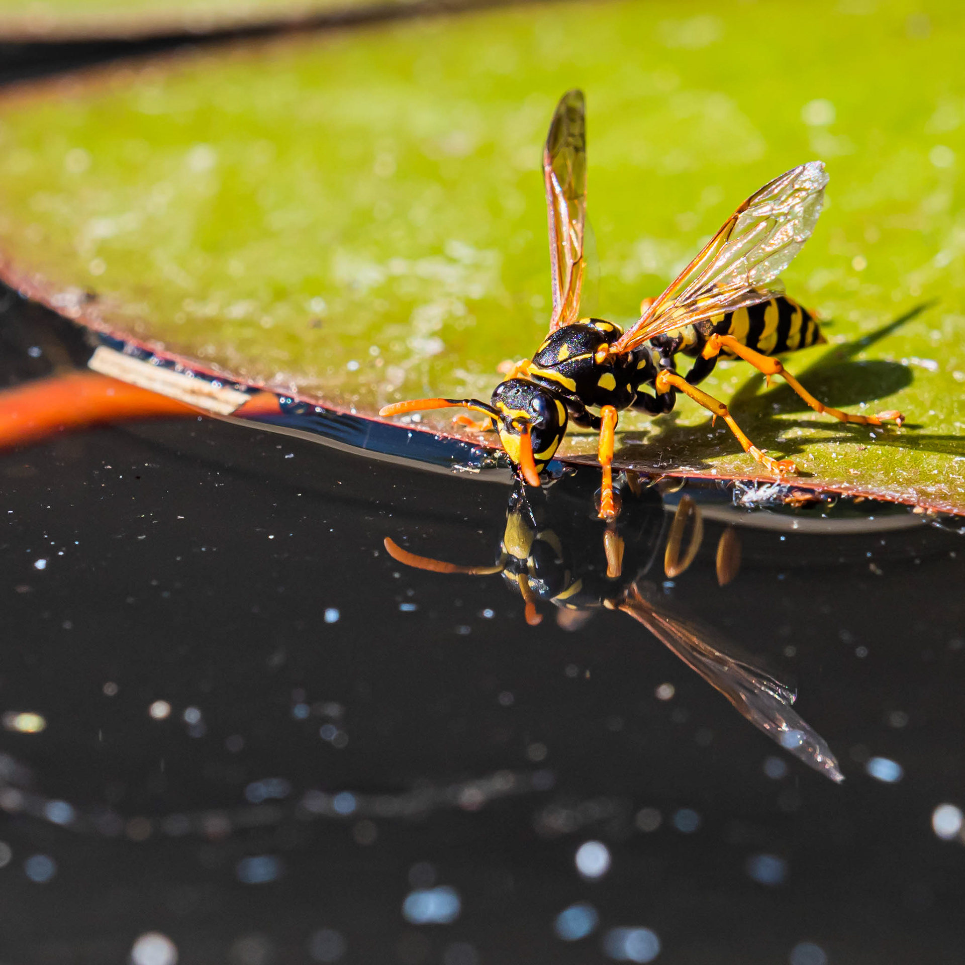 210mm (MC-14) - f/5.6 - 1/250s - ISO 200