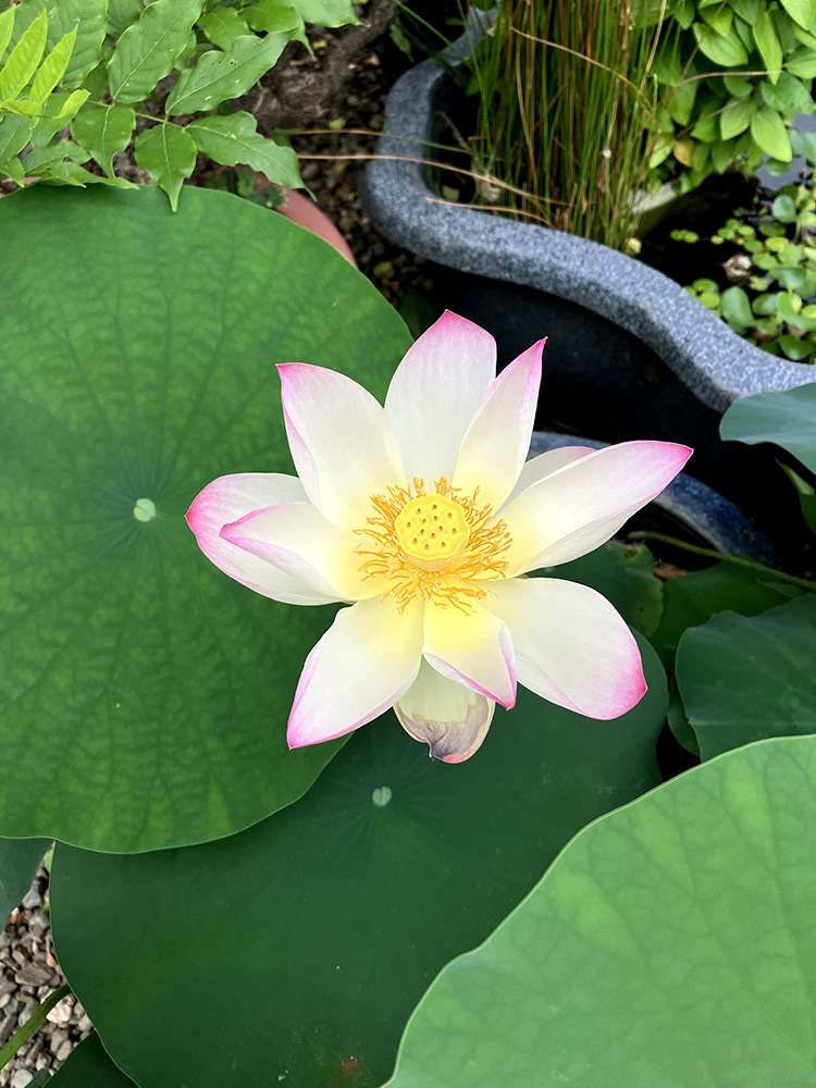 Lotus