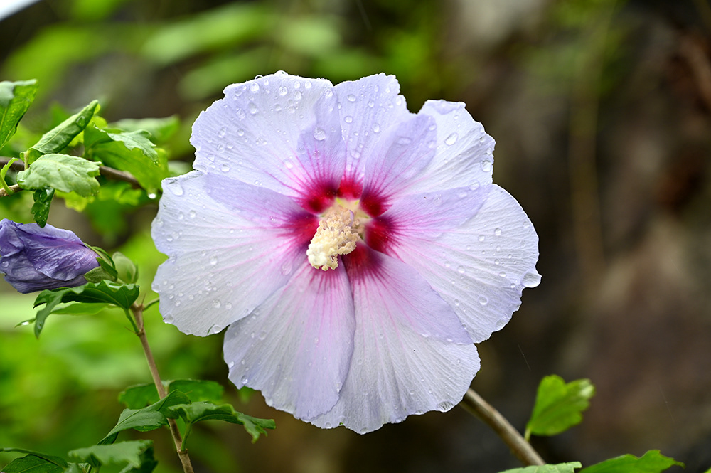Hibiscus syriacus
