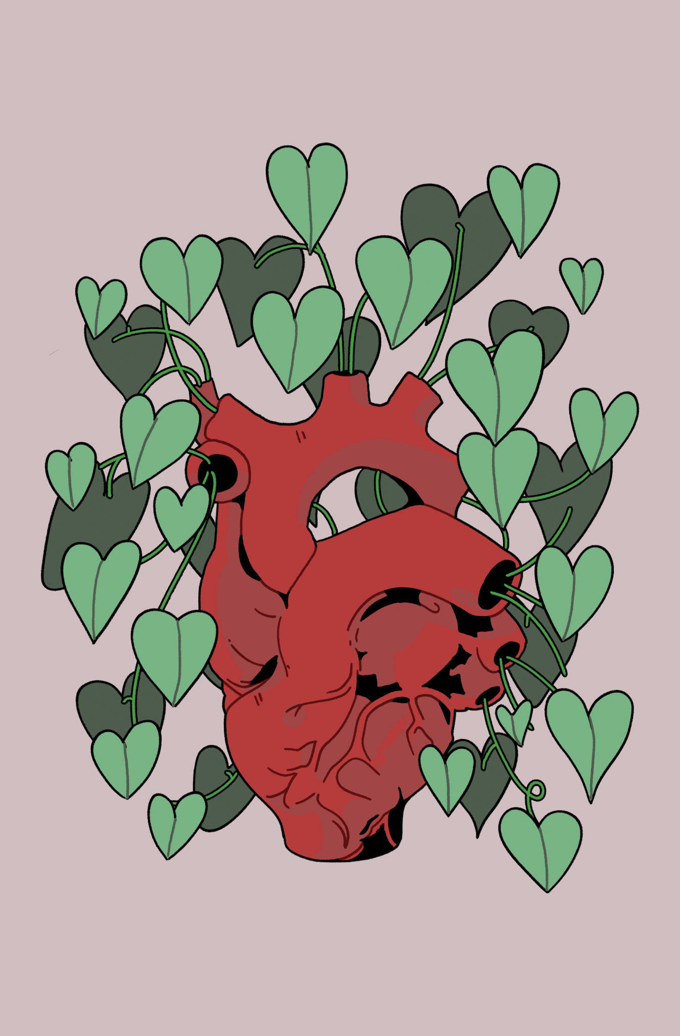 Heart Leaf Philodendron