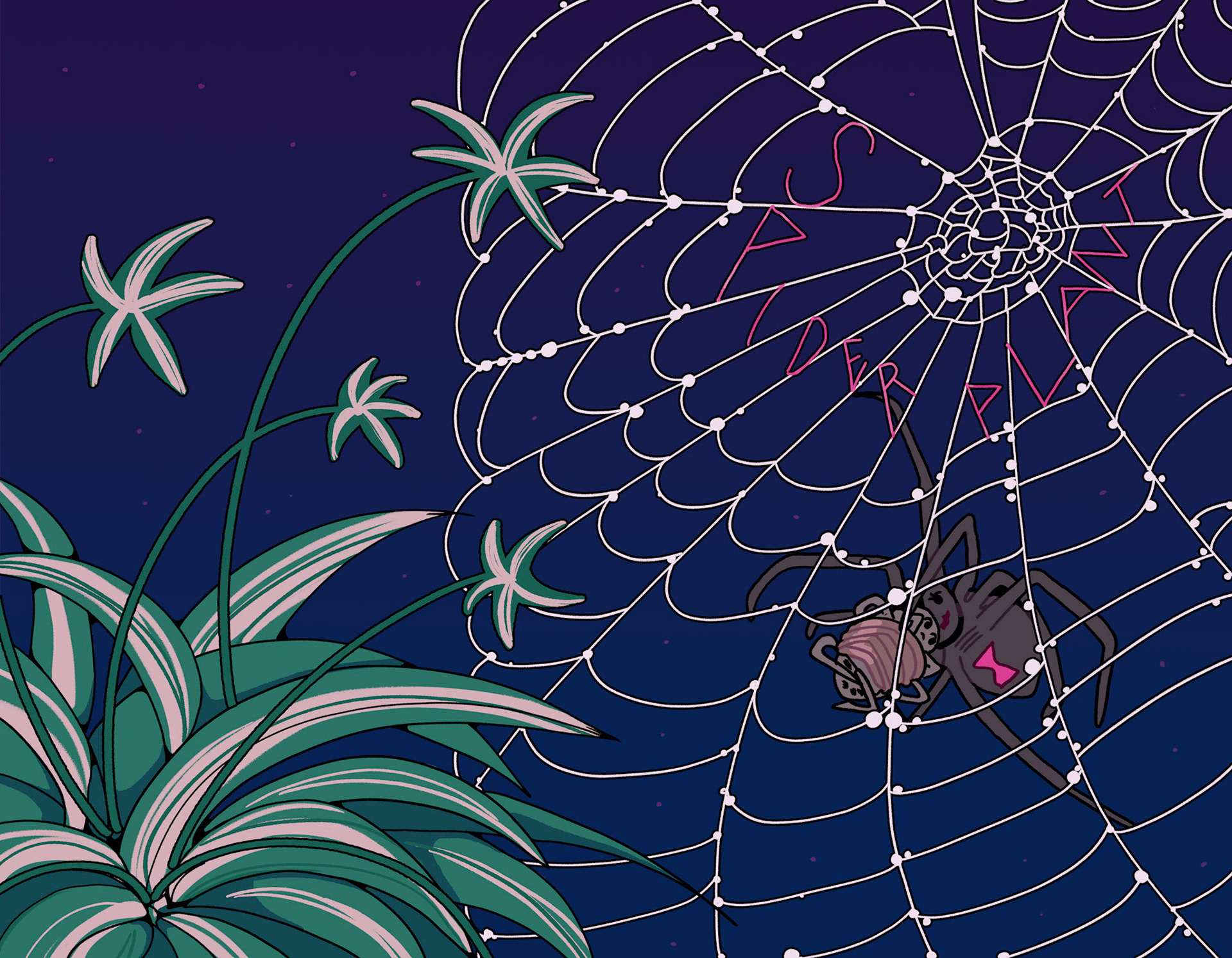 Spider Plant