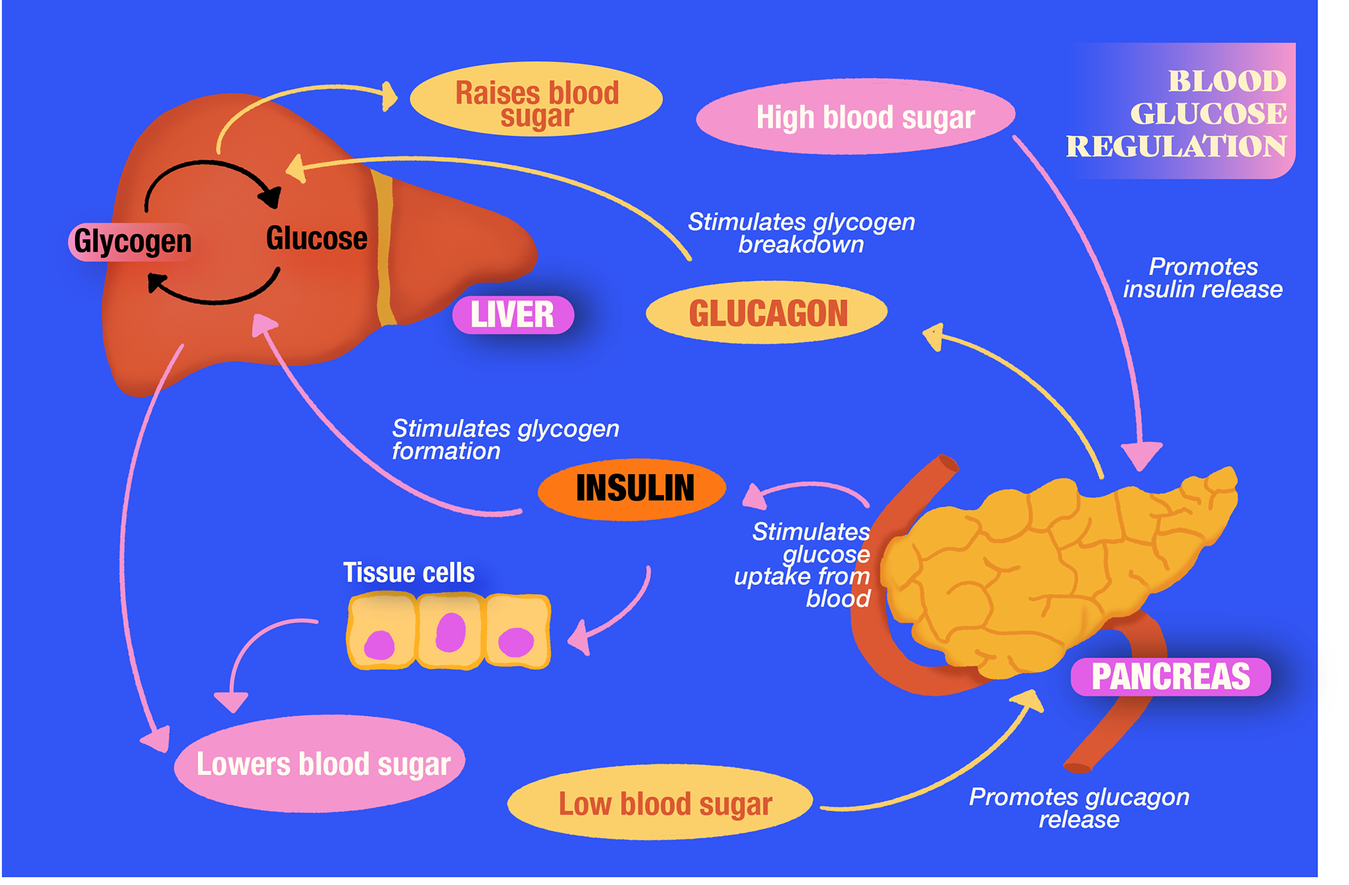 Blood Glucose Regulation