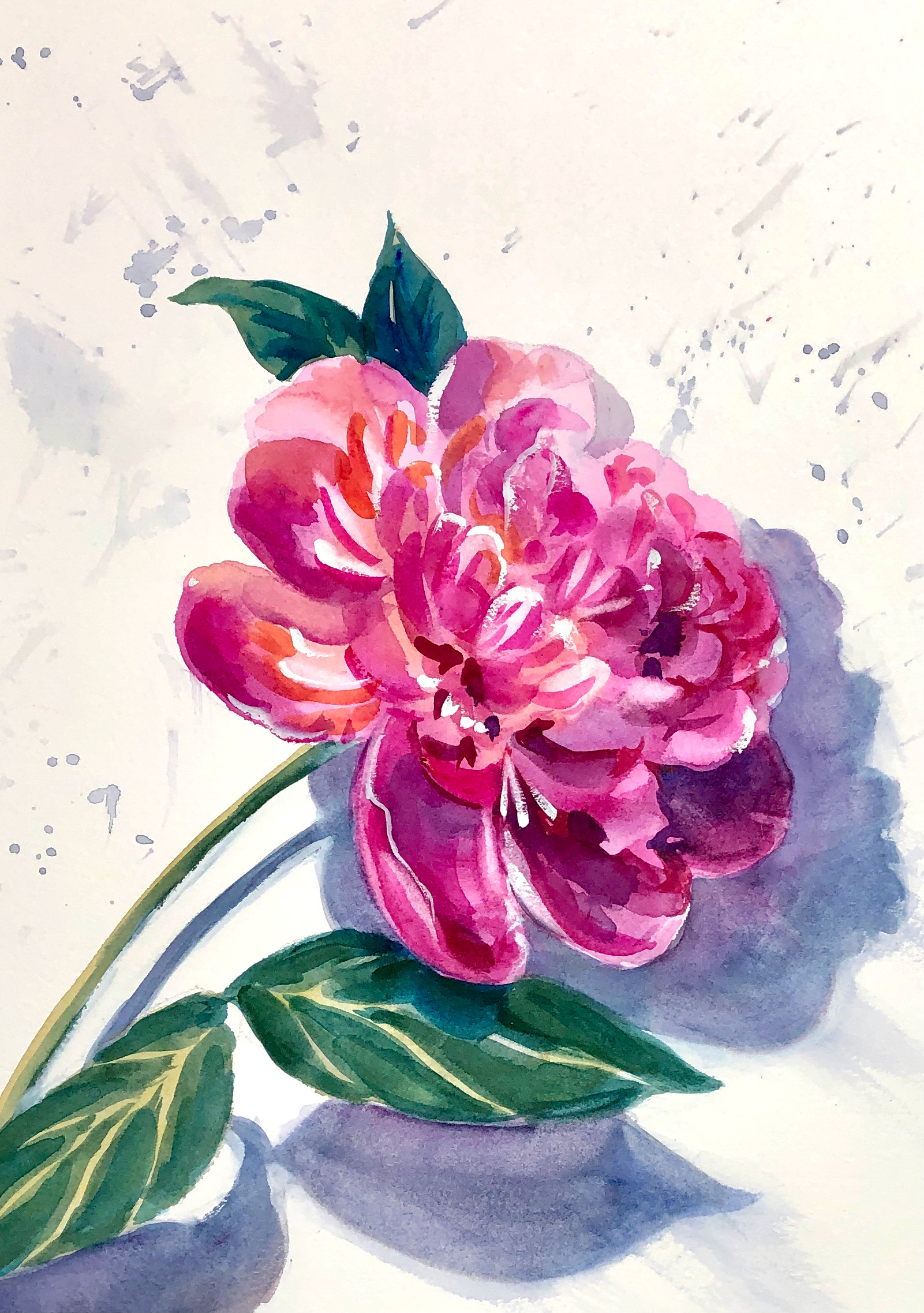 Peony with shadow
