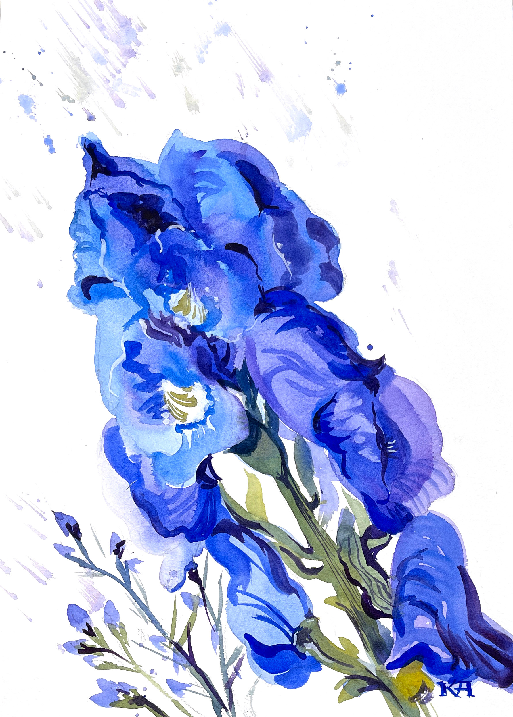 Blue foxgloves
