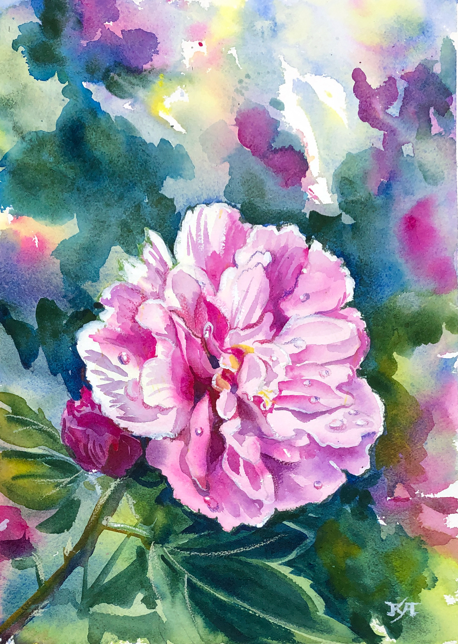 Peony with raindrops