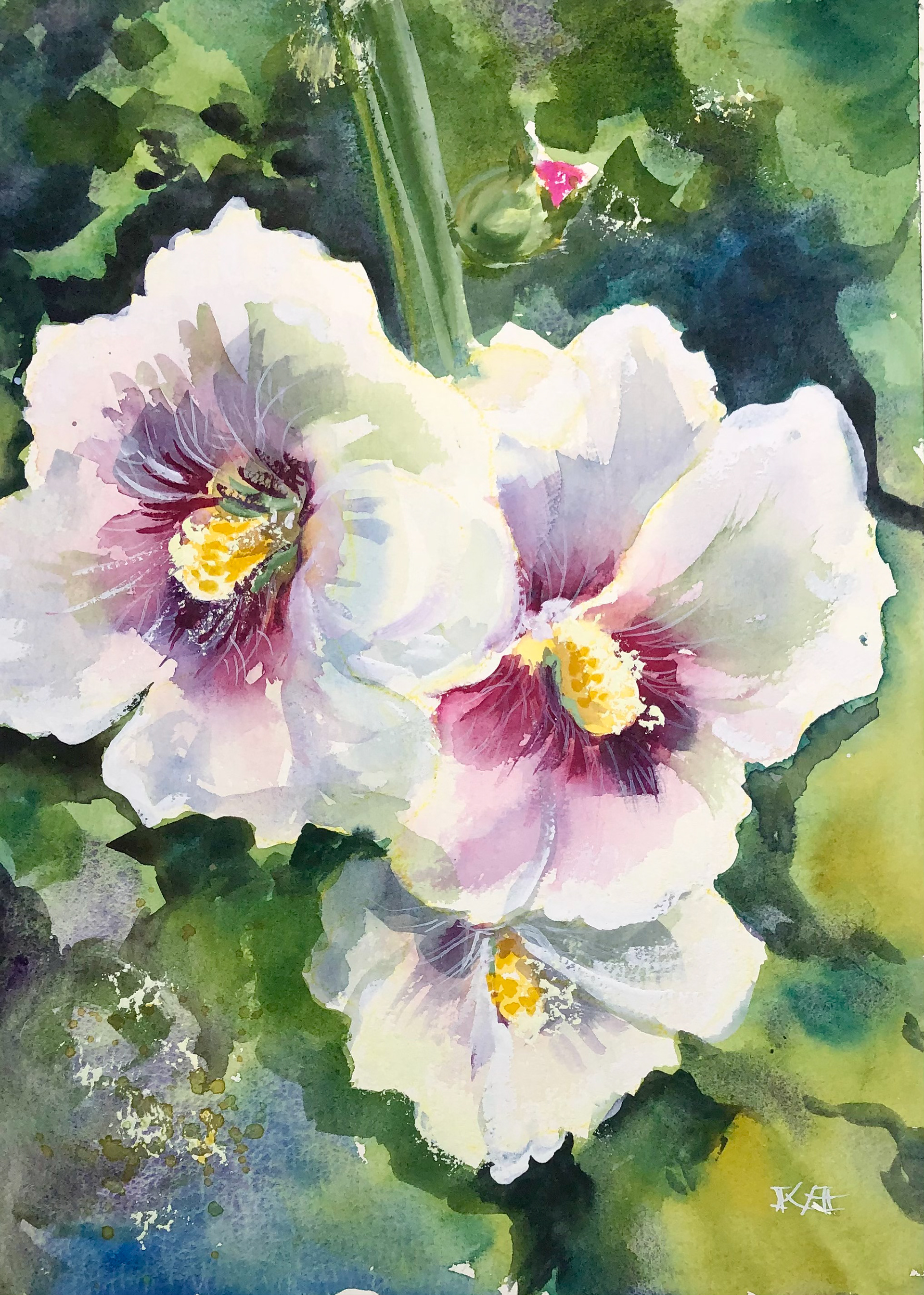 White and pink hollyhocks