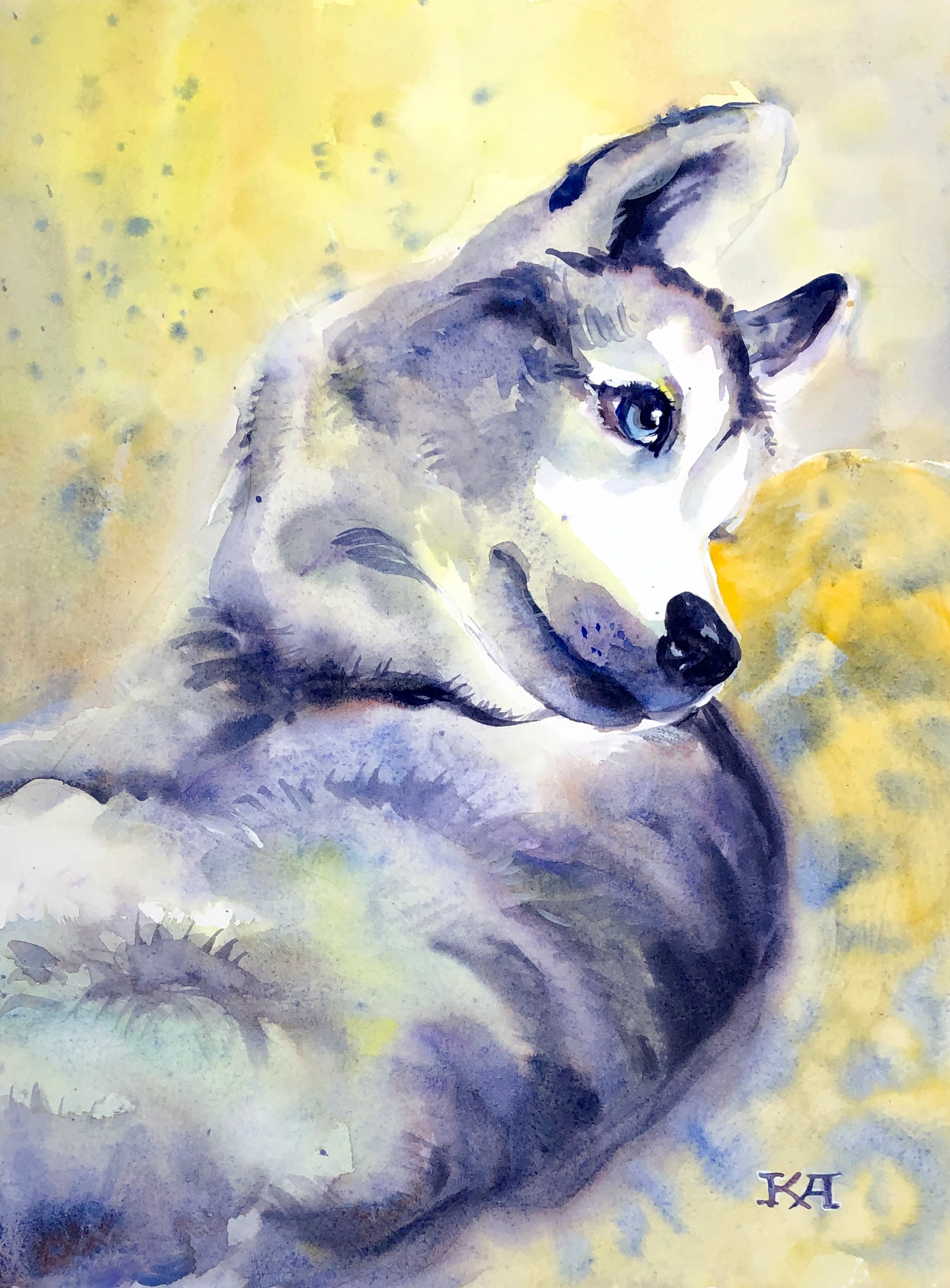 Cute husky