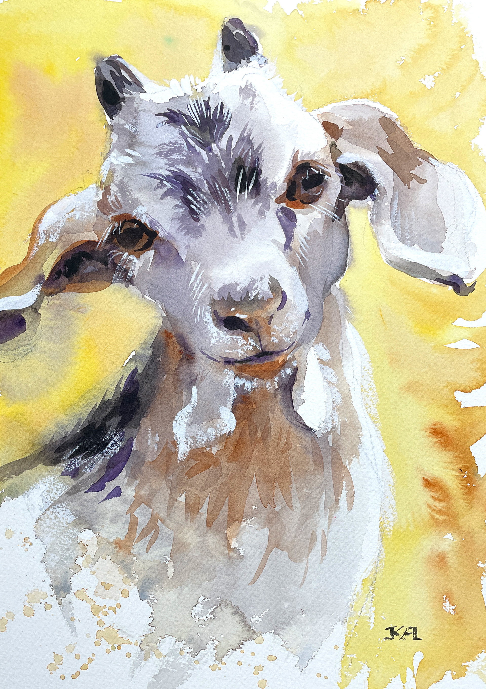 Friendly goat