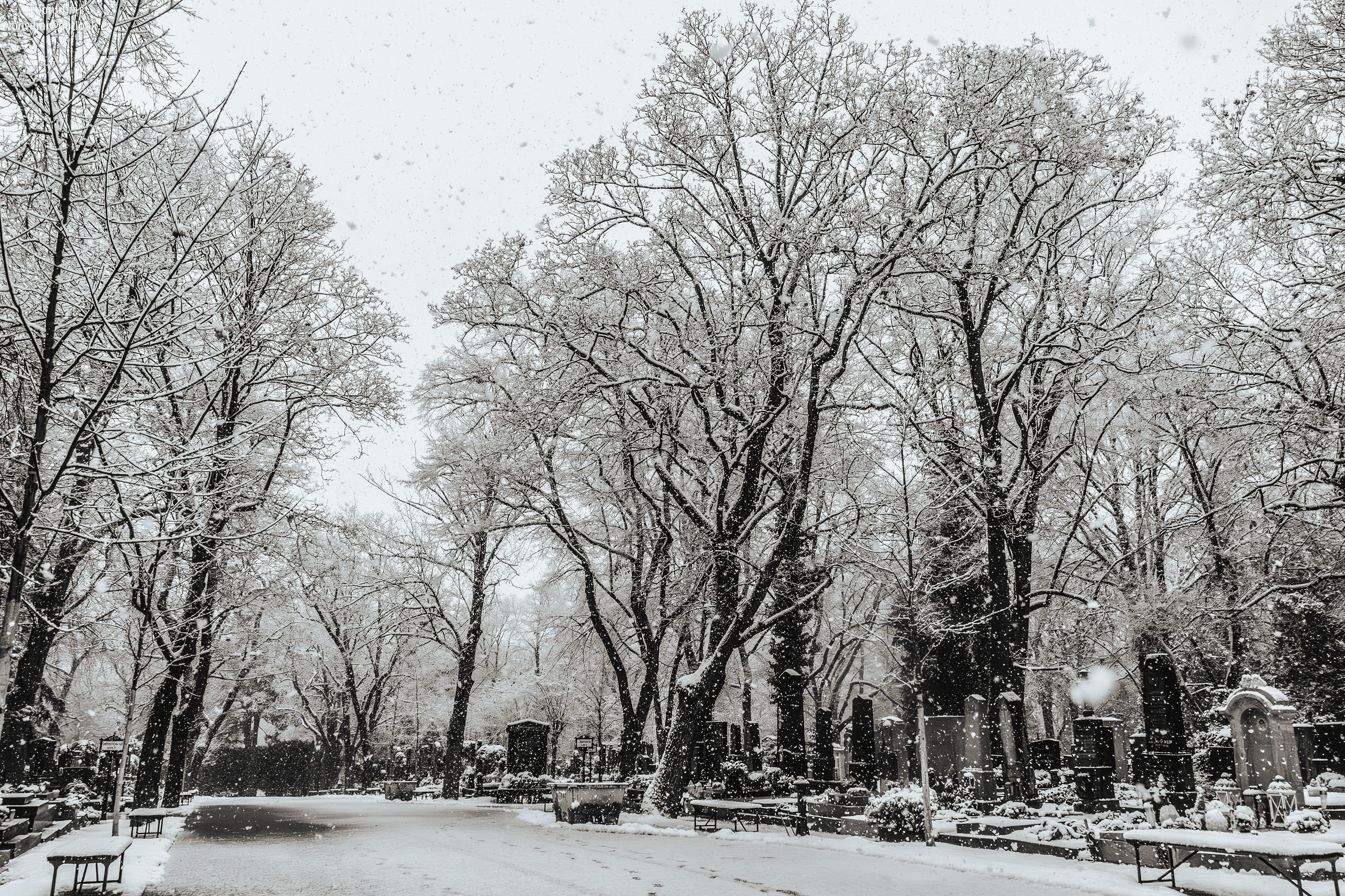 Olšanské hřbitovy (Olšany Cemetery, 26.11.25)
