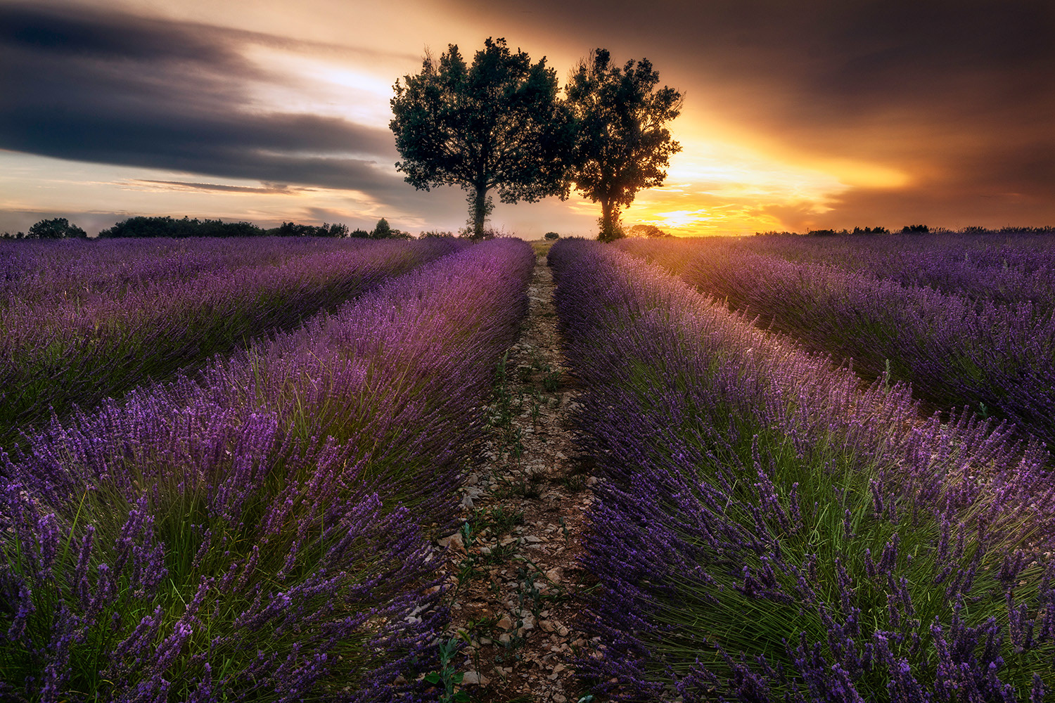 Twilight's Lavender Veil 2018