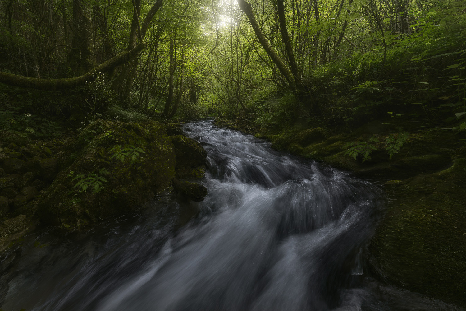 Forest Highway 2024