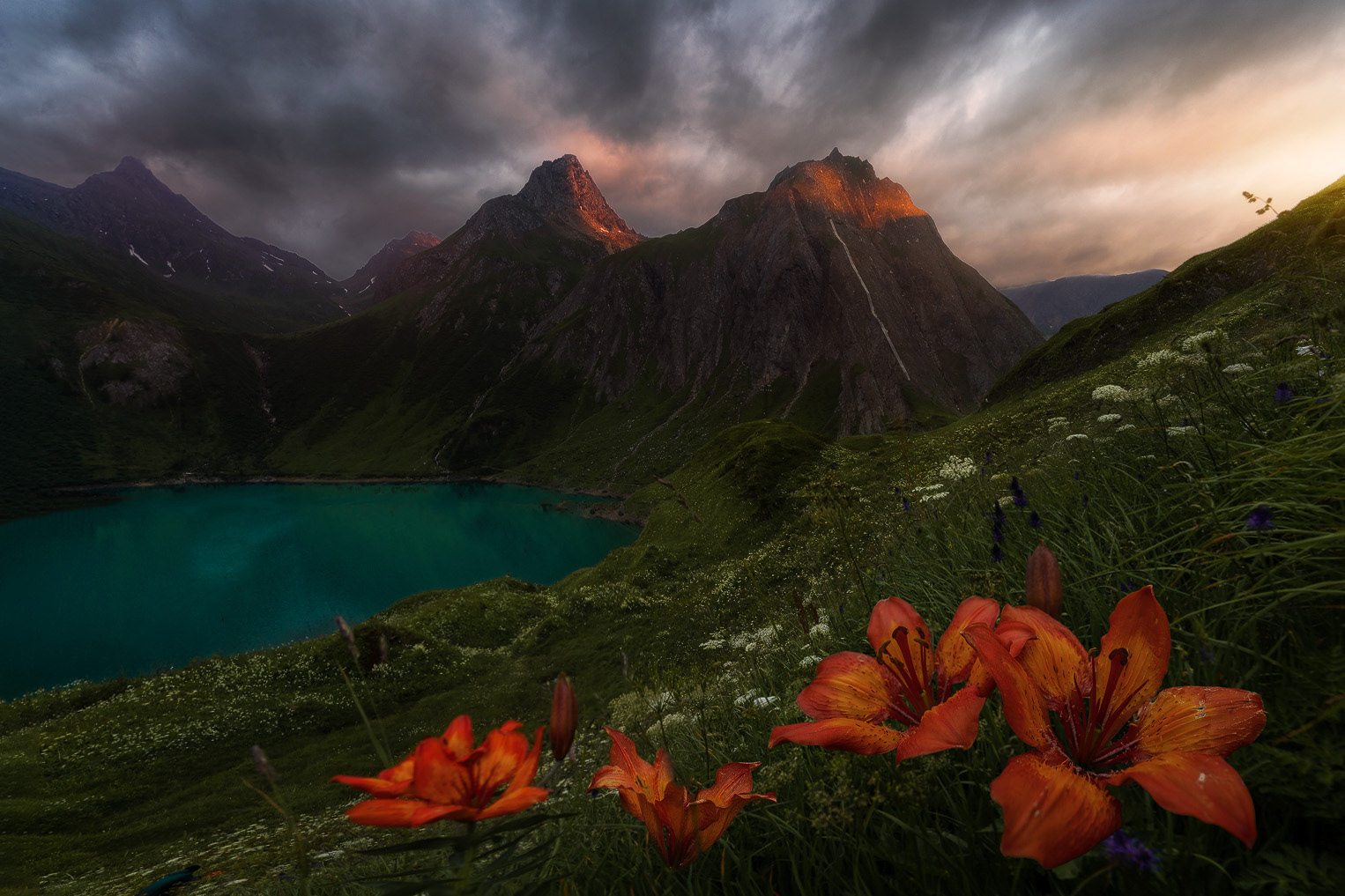 Lilium Garden 2022