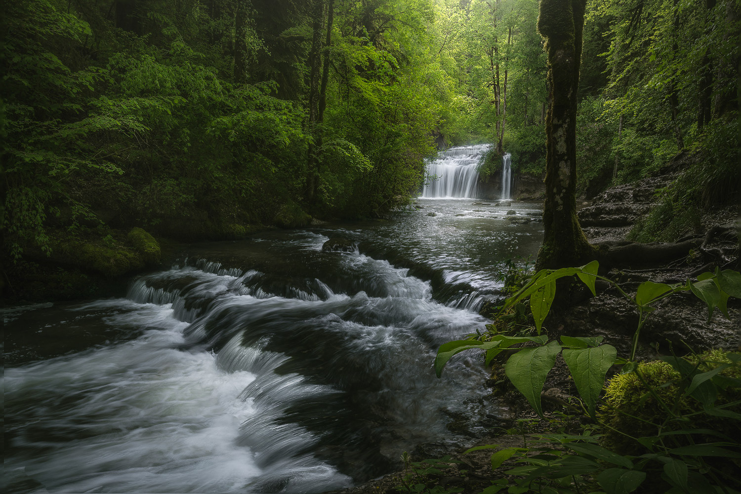 Verdant Echo falls 2025