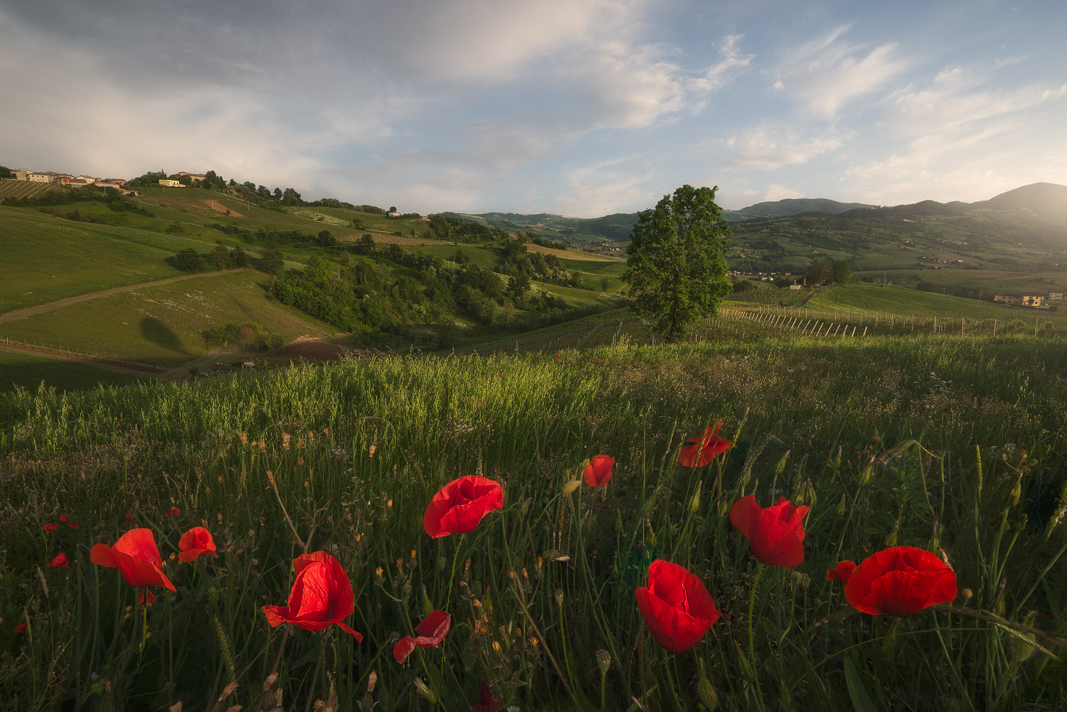 Countryside Spring 2025