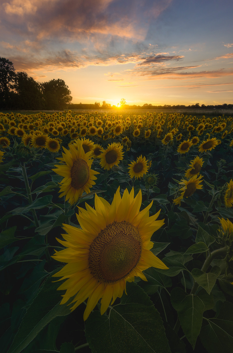 Sunflower's Embrace 2020