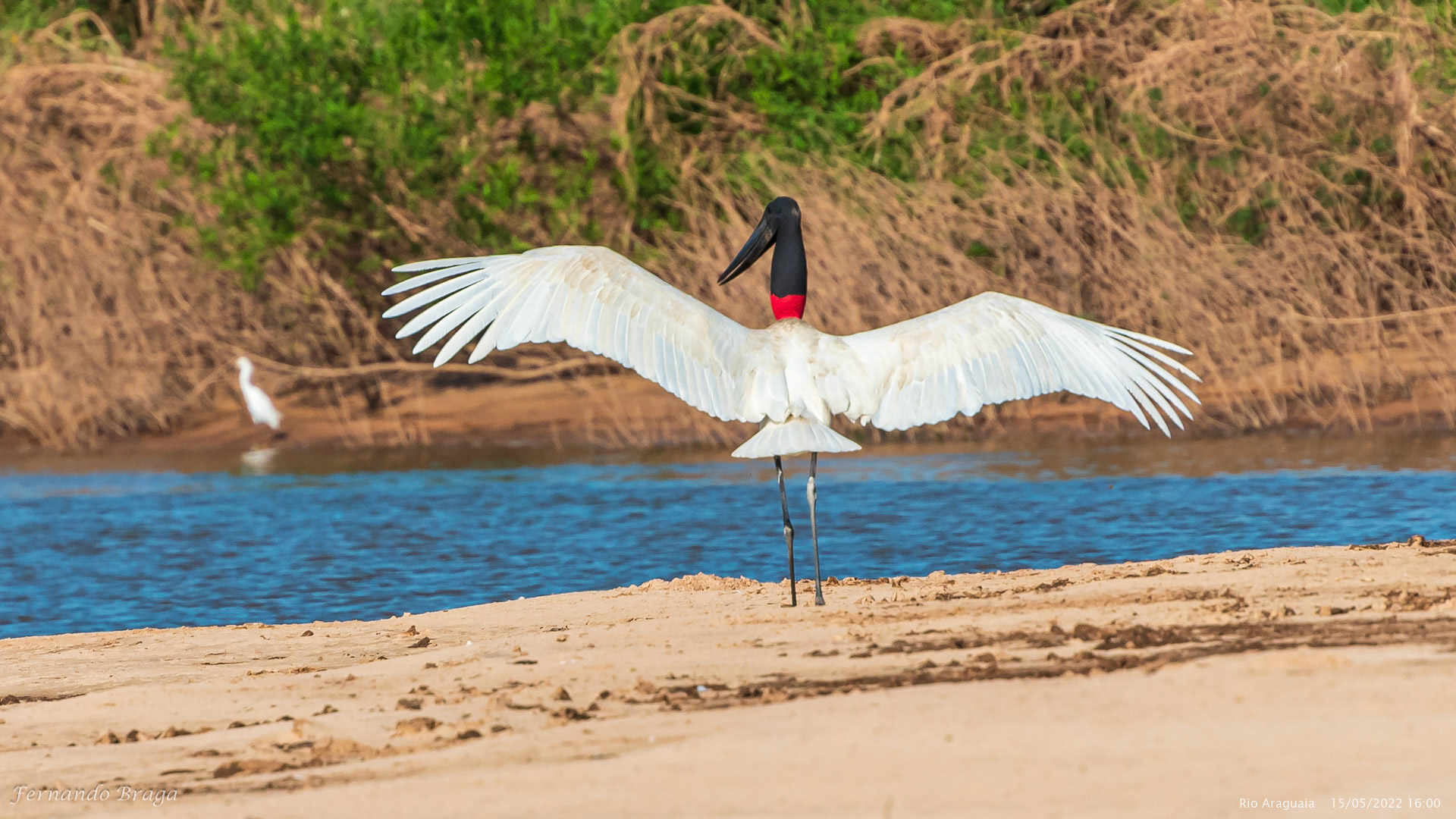 Tuiuiú no Rio Araguaia