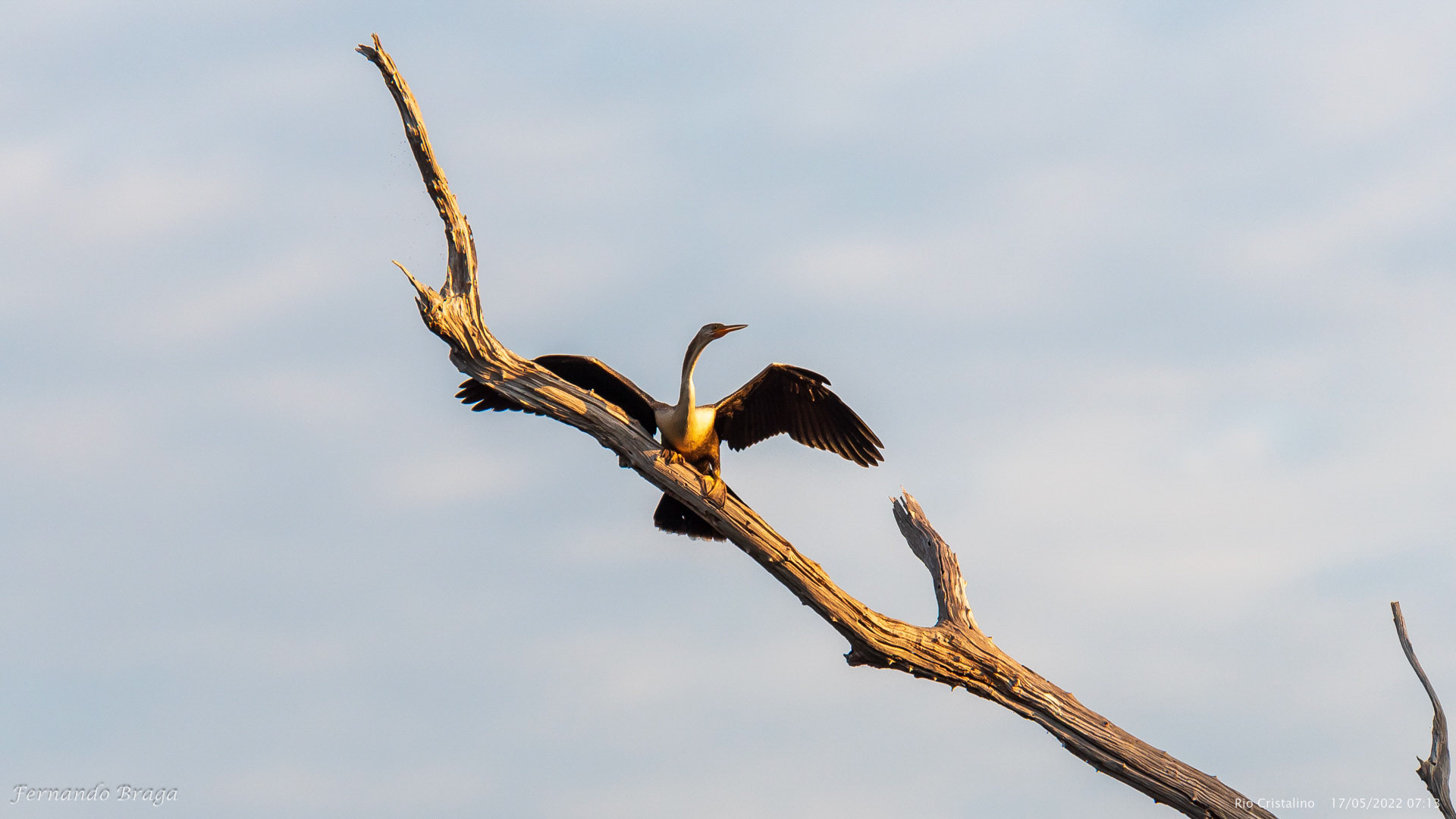Biguatinga (Mergulhão)