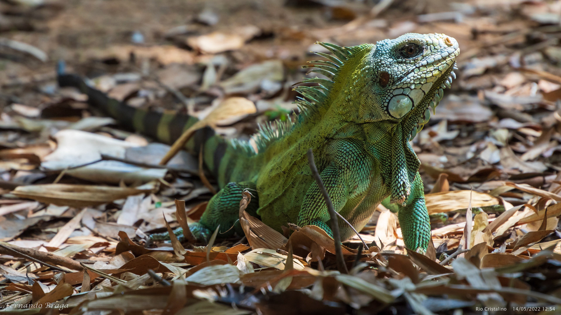 Iguana