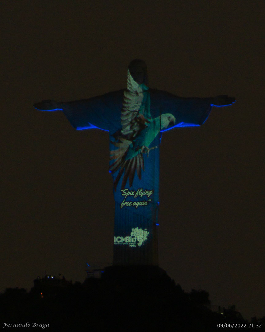 Liberação das Ararinhas Azuis