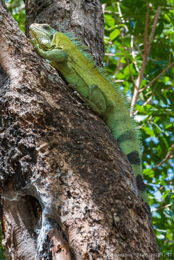 Iguana
