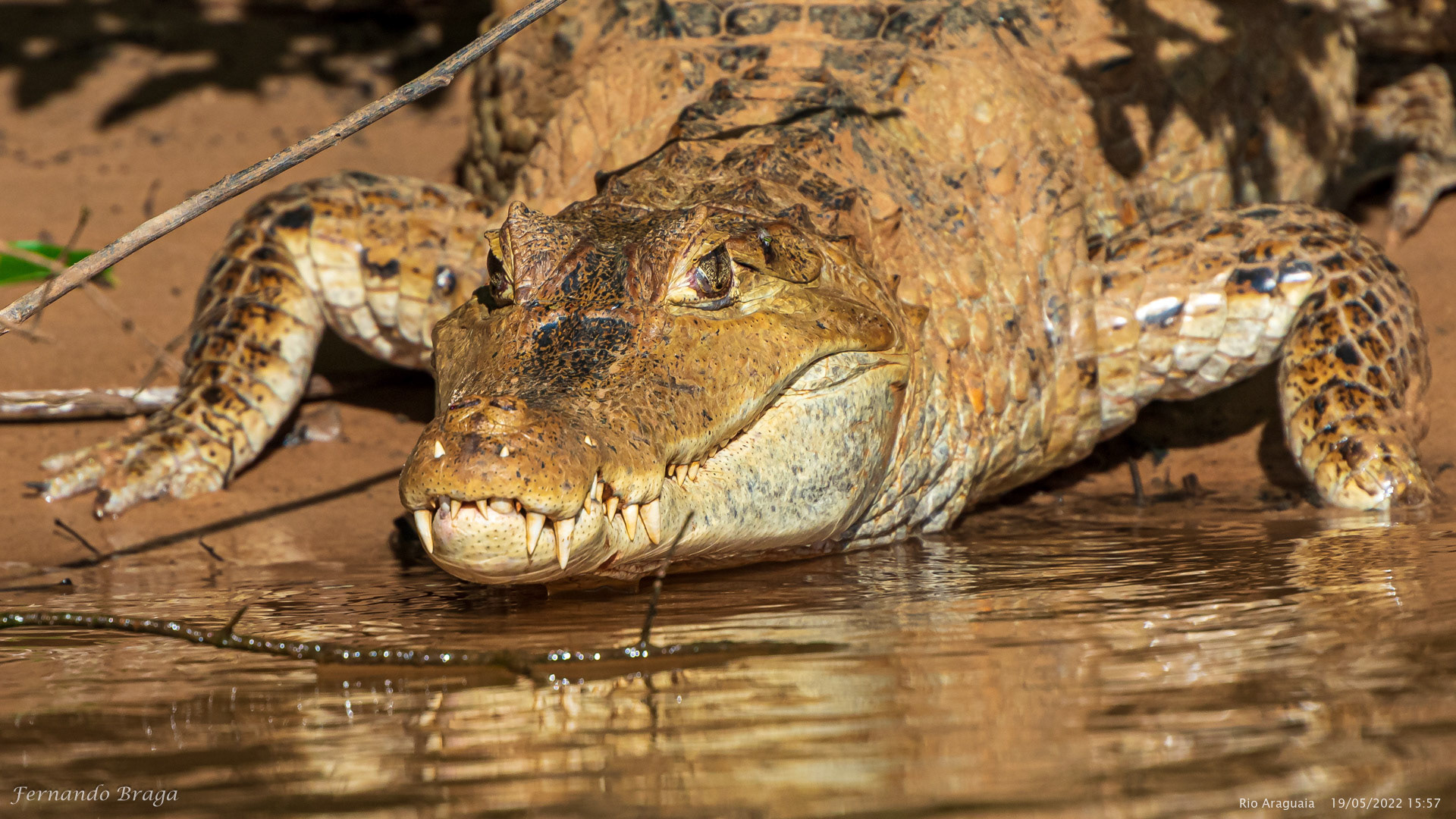 Jacaré no Rio Araguaia