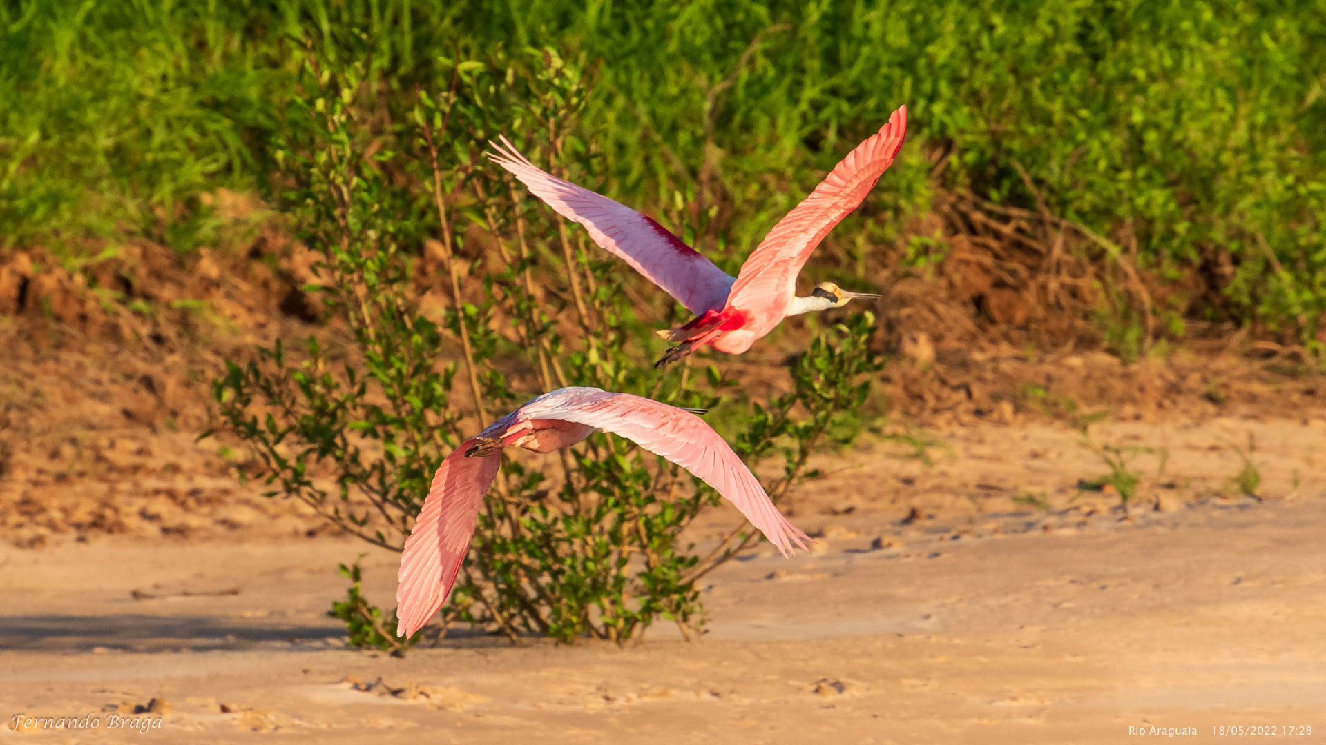 Colhereiro no Rio Araguaia
