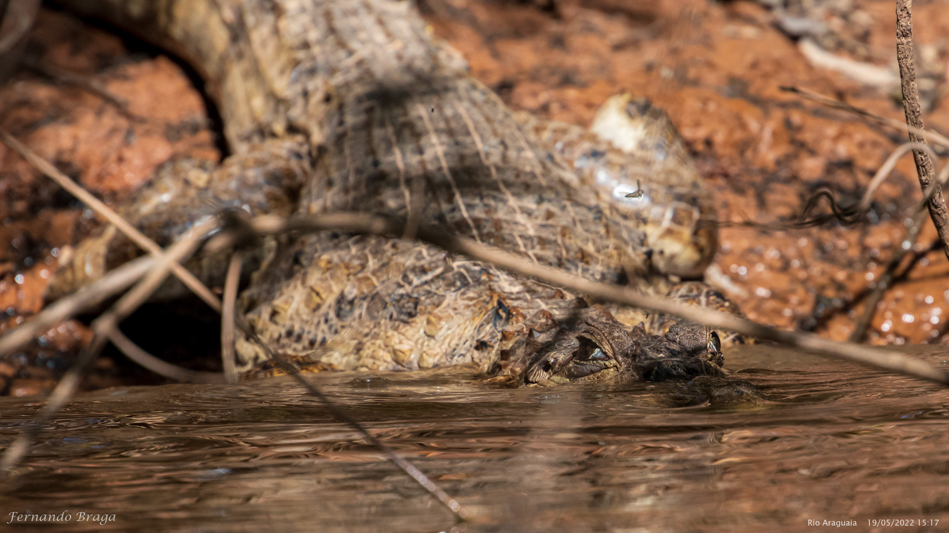 Jacaré no Rio Araguaia