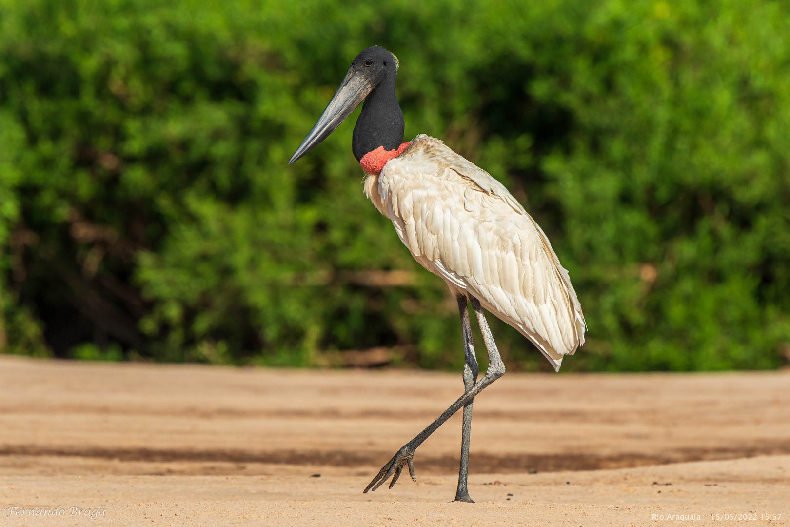 Tuiuiú no Rio Araguaia