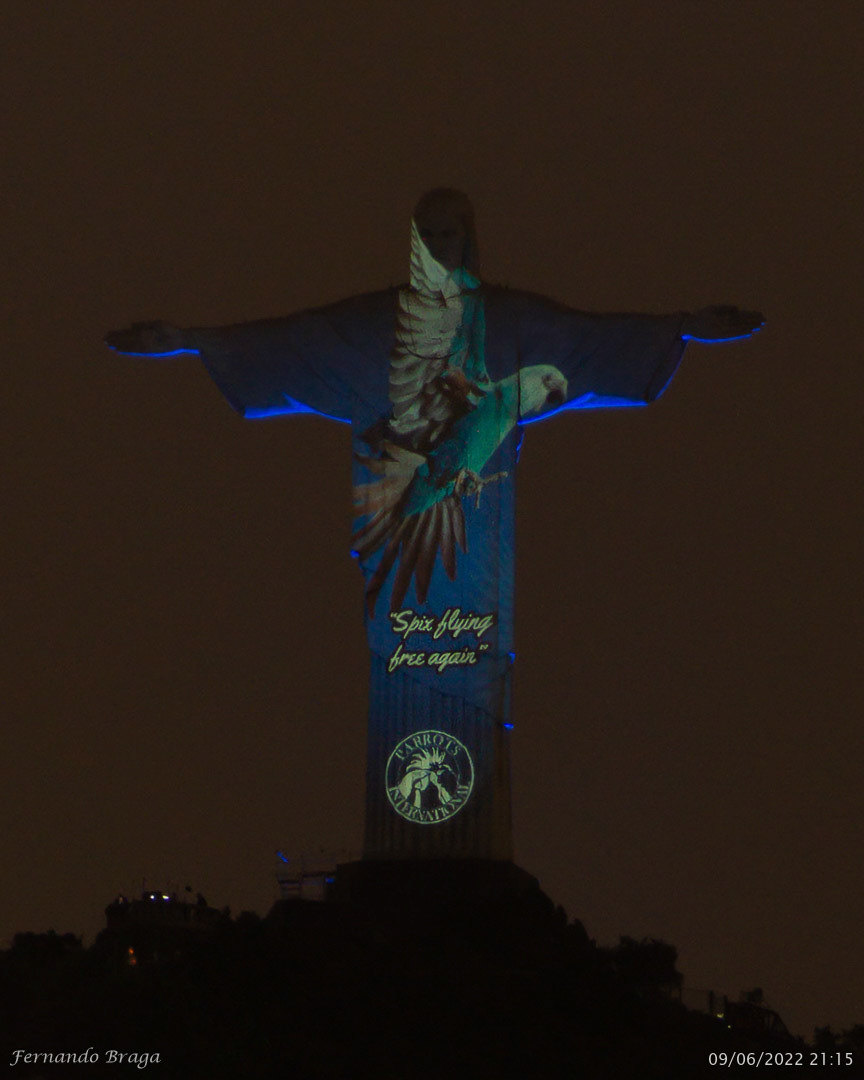 Liberação das Ararinhas Azuis