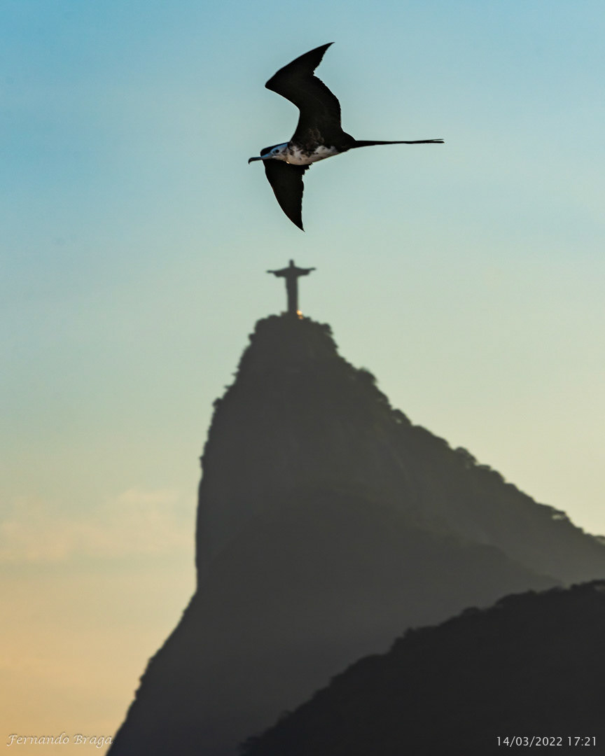 Uma fragata voando sob os braços do Cristo Redentor no final de tarde.