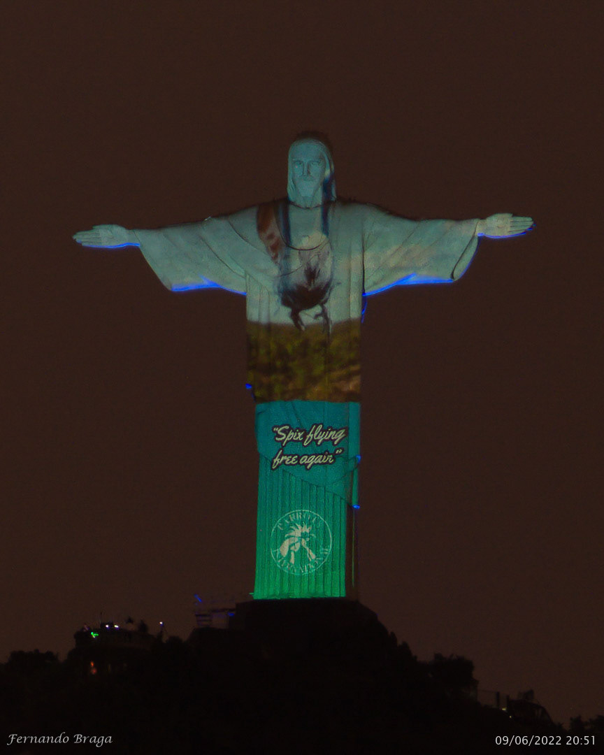 Liberação das Ararinhas Azuis