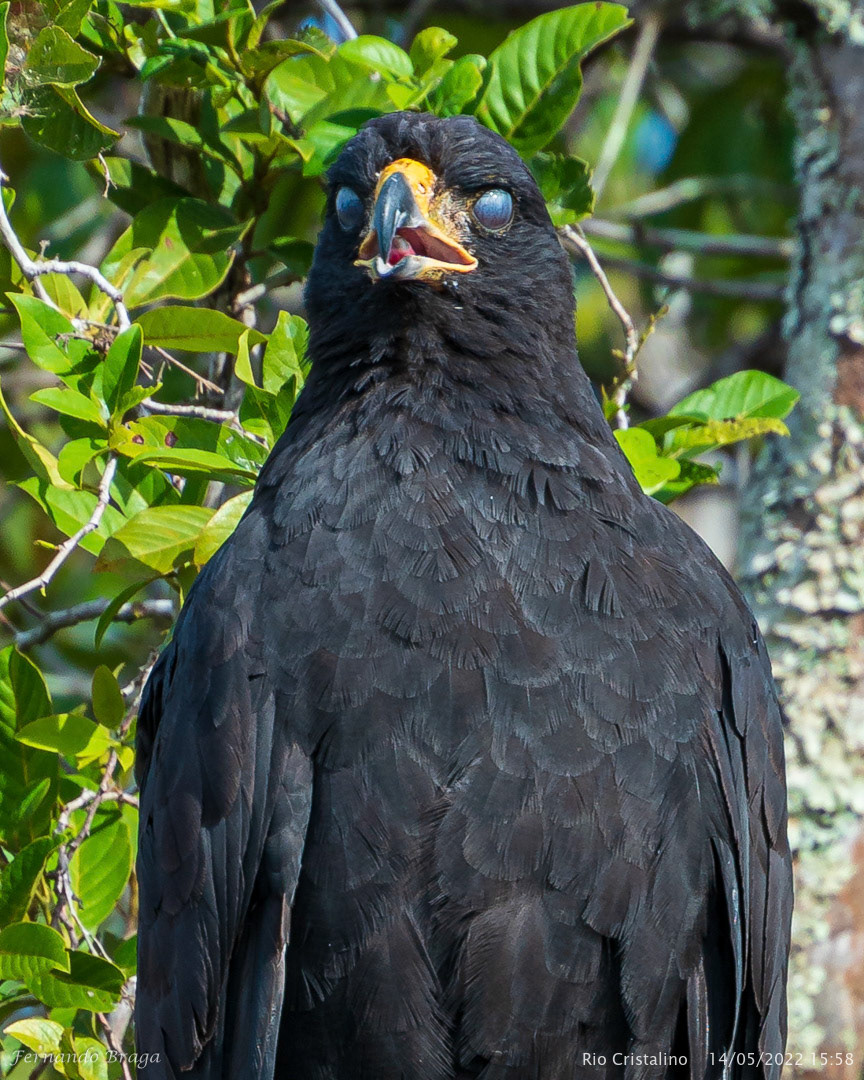 Gavião-Preto