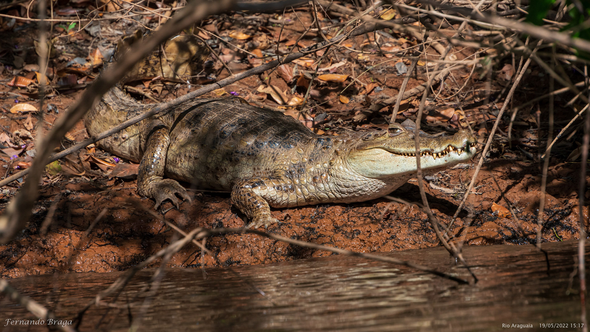 Jacaré no Rio Araguaia
