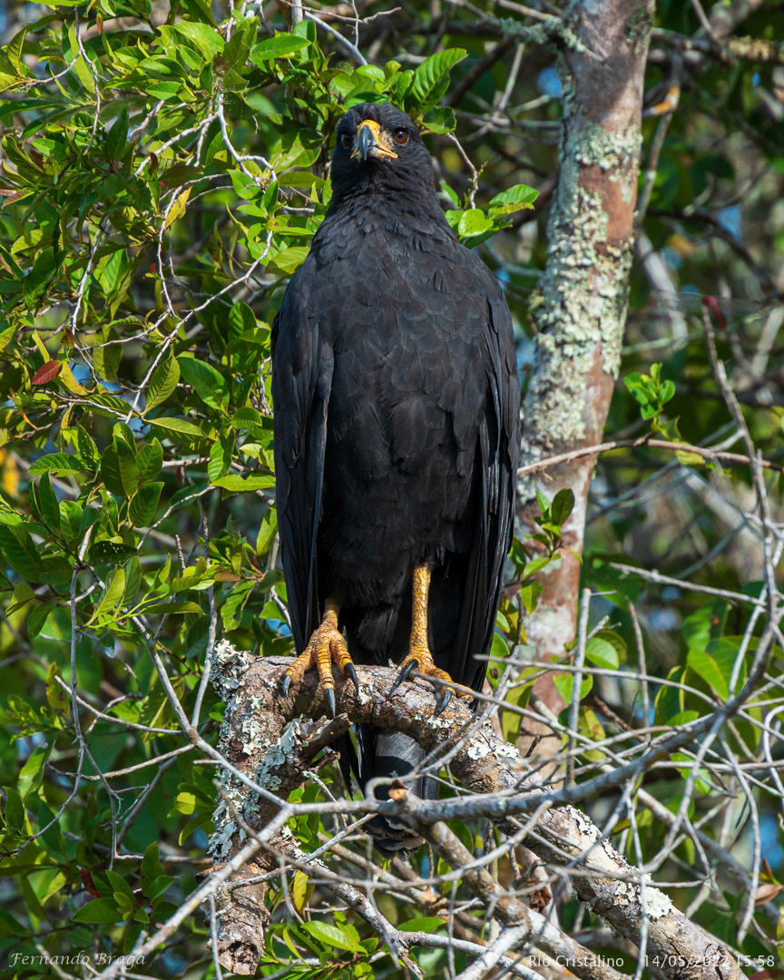 Gavião-Preto