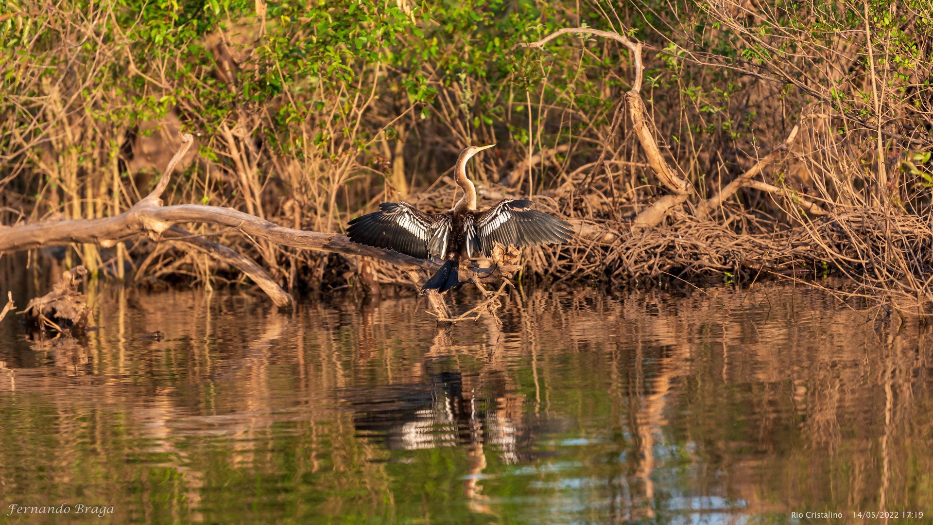 Biguatinga (Mergulhão)