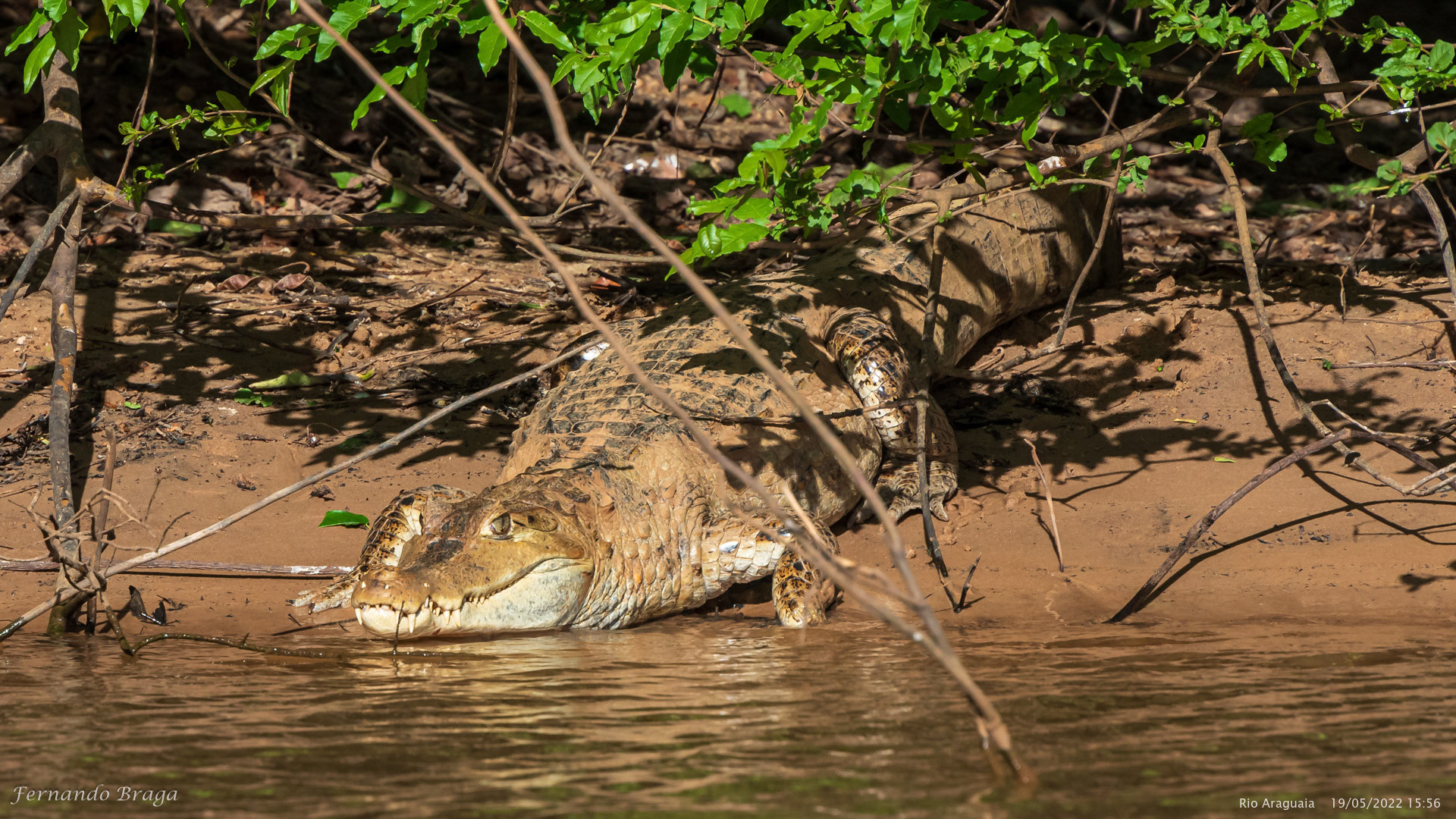 Jacaré no Rio Araguaia