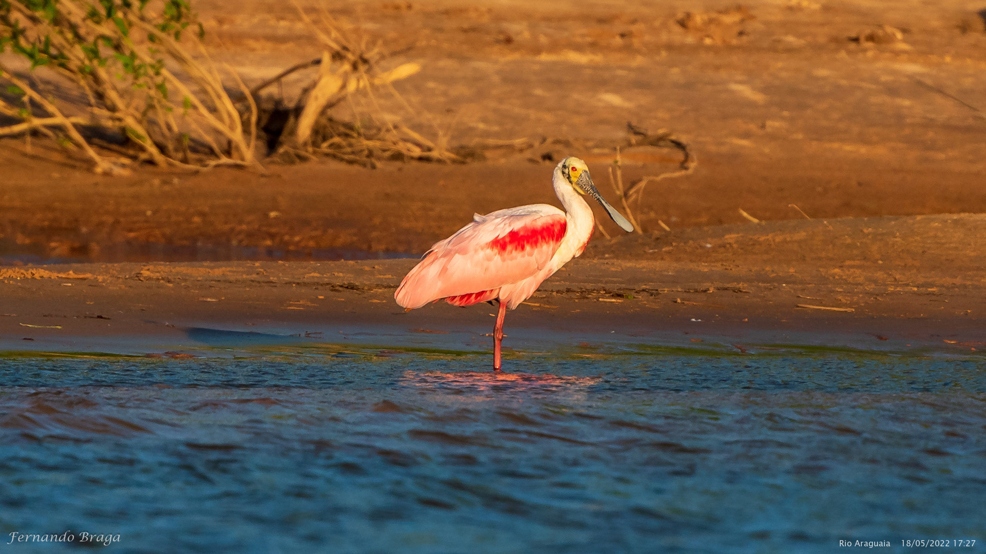 Colhereiro no Rio Araguaia