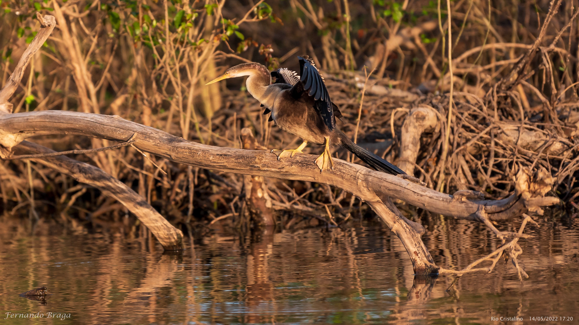 Biguatinga (Mergulhão)