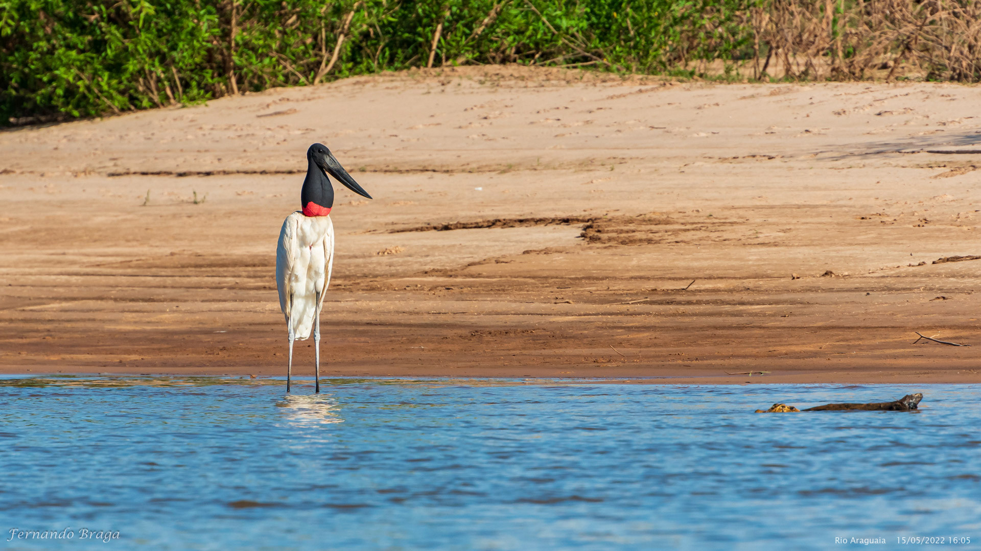 Tuiuiú no Rio Araguaia